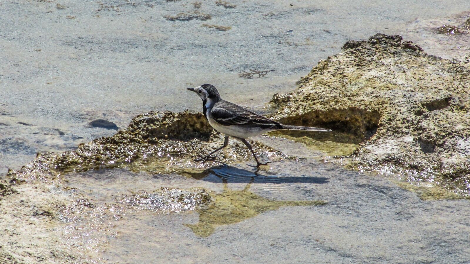 Canon PowerShot SX400 IS sample photo. Cyprus, stint, seabird photography