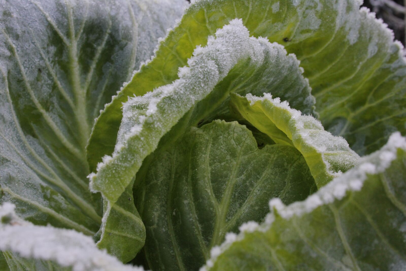 Canon EOS 550D (EOS Rebel T2i / EOS Kiss X4) sample photo. Cabbage, greens, blue photography
