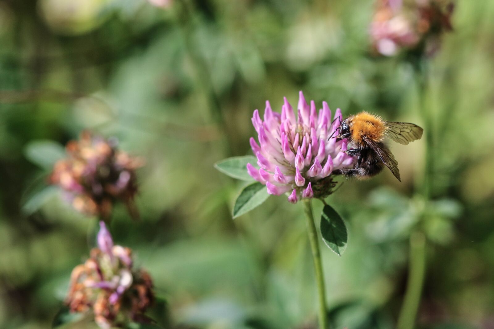 Canon EOS 7D Mark II sample photo. Bumblebee, insect, flower photography