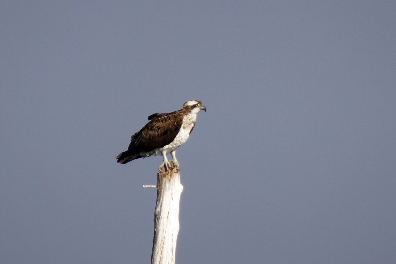 Sony Cyber-shot DSC-HX90V sample photo. Bird, osprey, western osprey photography