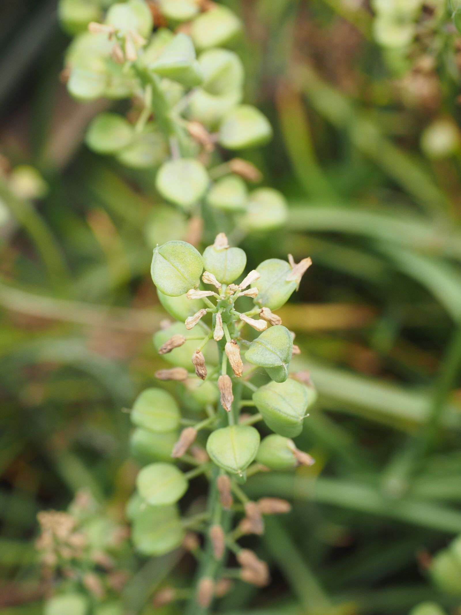Olympus OM-D E-M1 + Olympus M.Zuiko Digital ED 12-40mm F2.8 Pro sample photo. Seeds, seed capsules, common photography