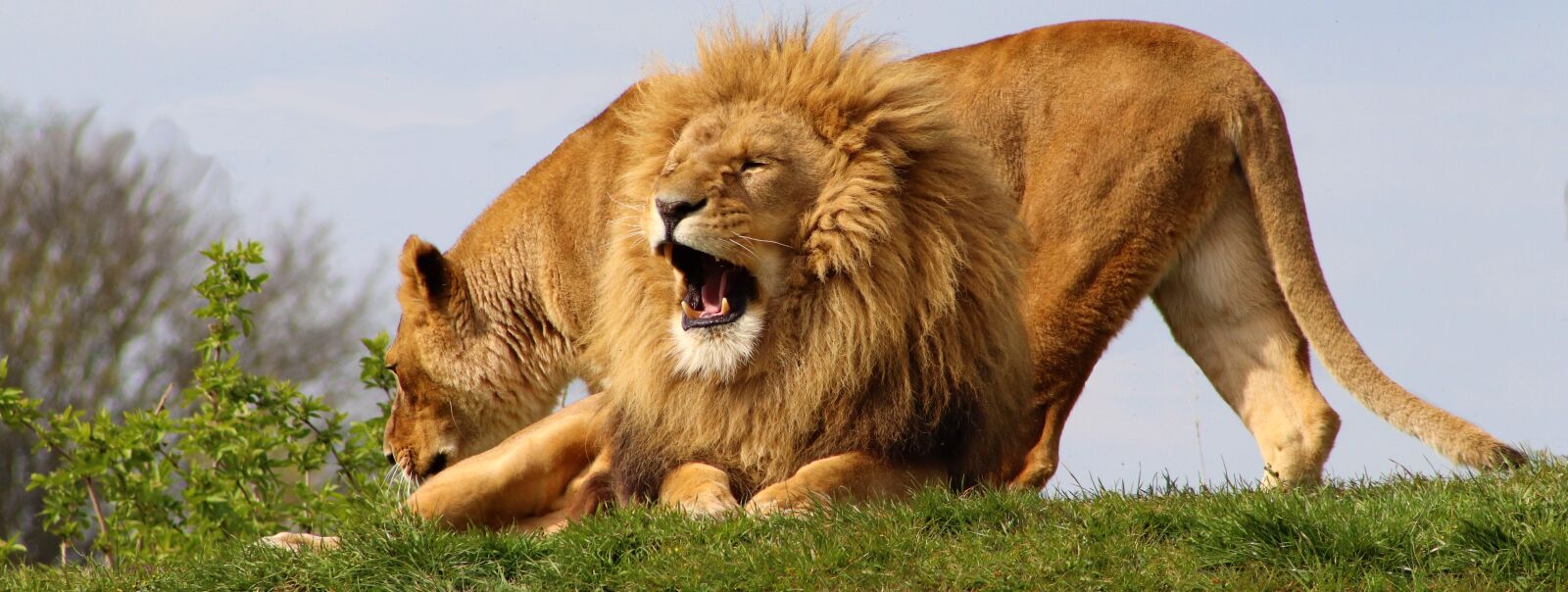 Canon EOS 800D (EOS Rebel T7i / EOS Kiss X9i) sample photo. Lions, lioness, africa photography