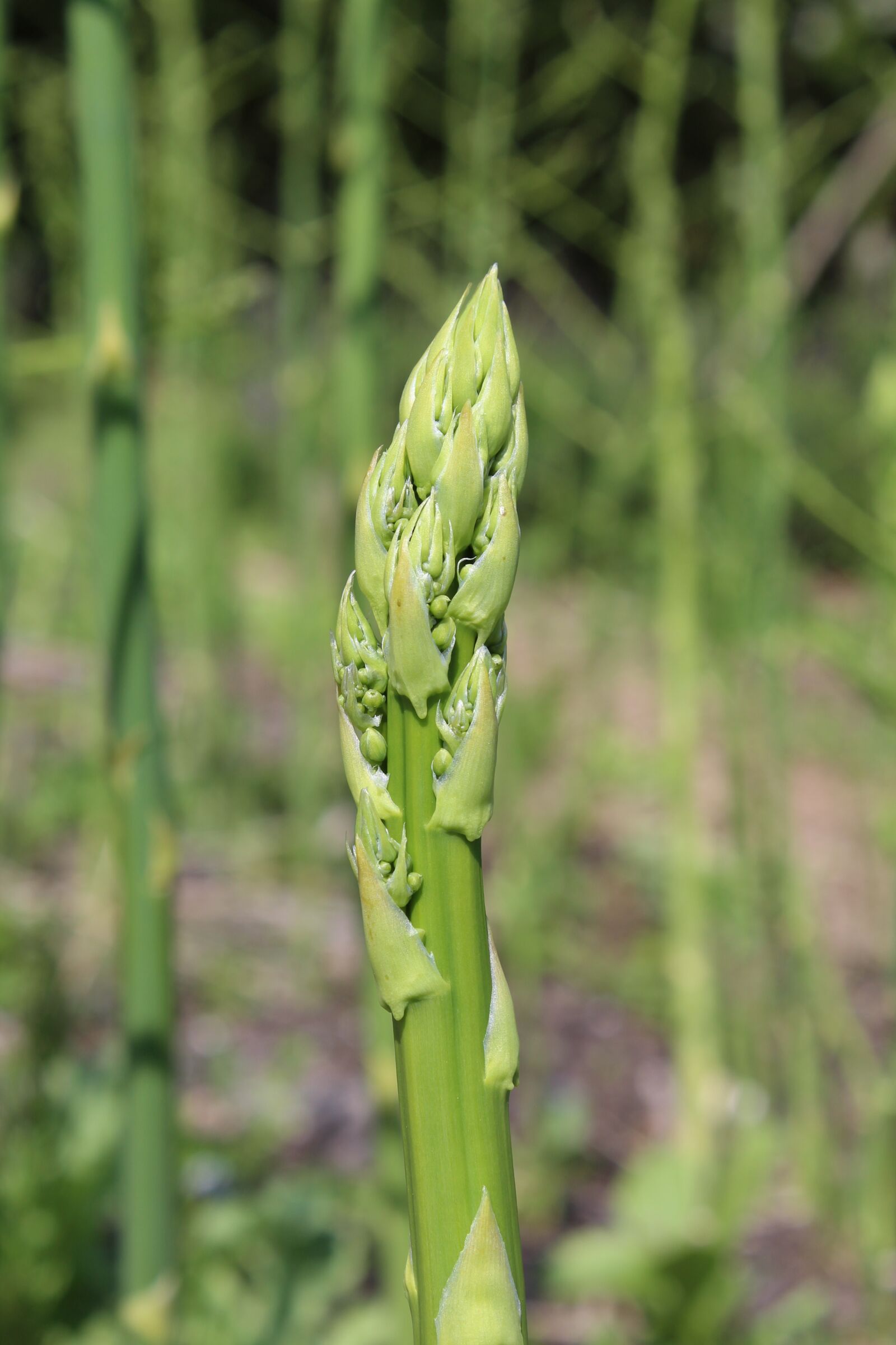 Canon EOS 1300D (EOS Rebel T6 / EOS Kiss X80) sample photo. Asparagus, aspargeshoved, green asparagus photography