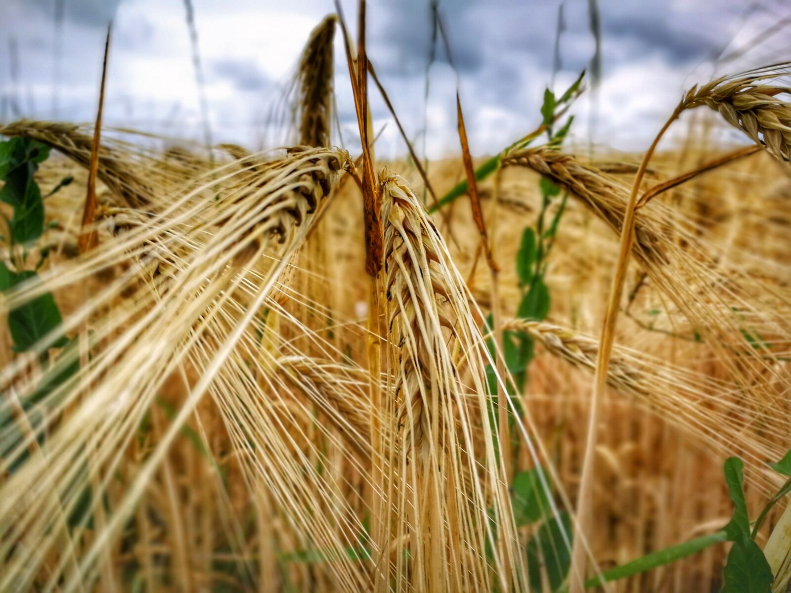 HUAWEI P10 sample photo. Cornfield, summer, nature photography