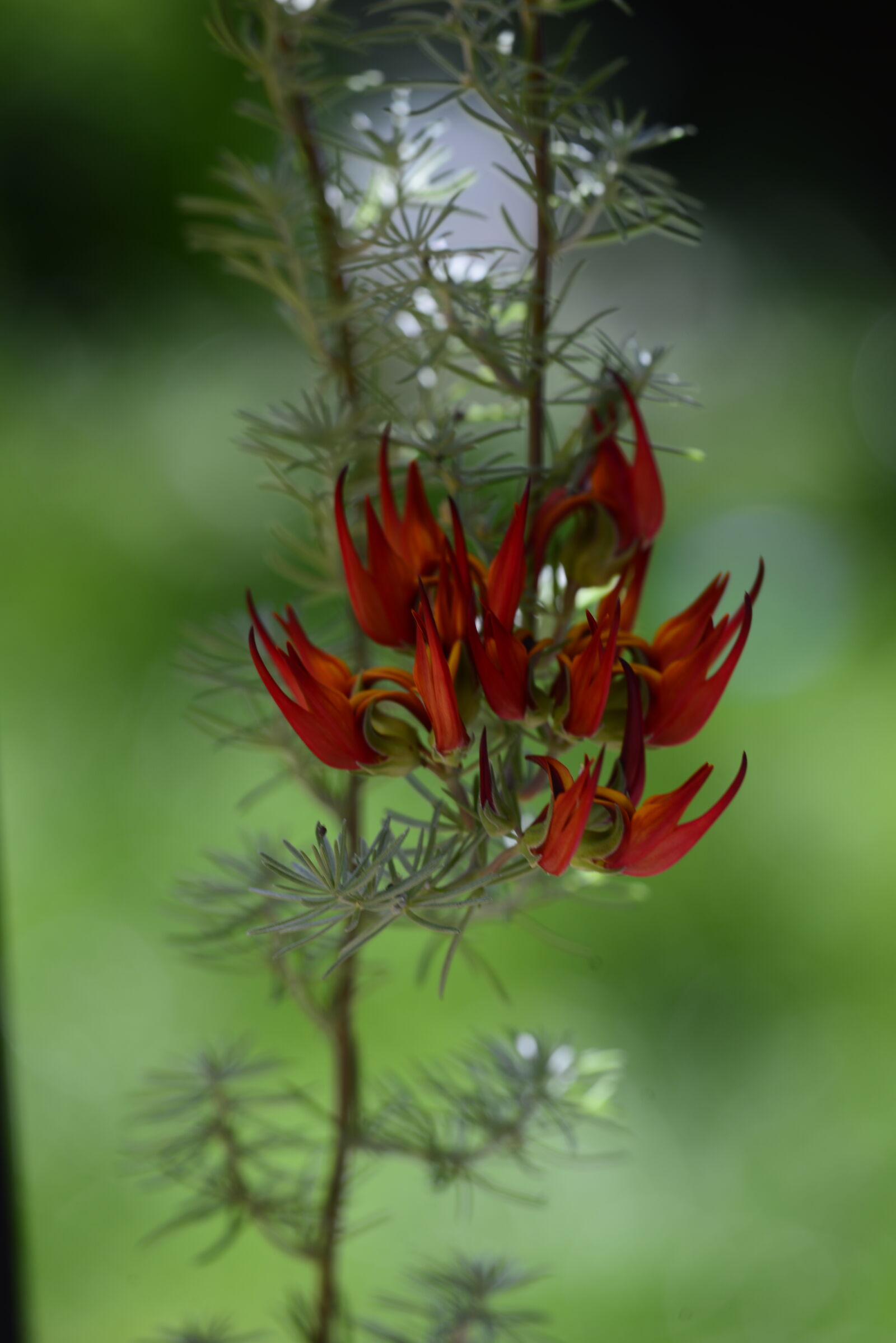 Sigma APO Macro 180mm F3.5 EX DG HSM sample photo