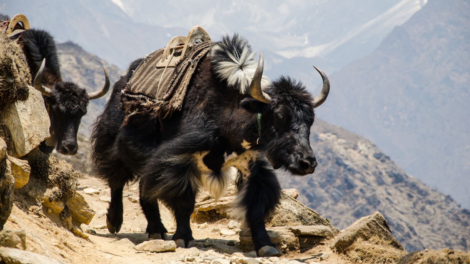 Nikon D5100 sample photo. Nepal, the himalayas, hefty photography