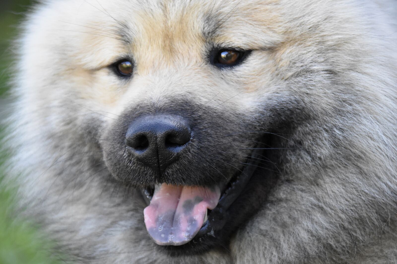 Nikon D5600 sample photo. Dog, dog eurasier, animal photography