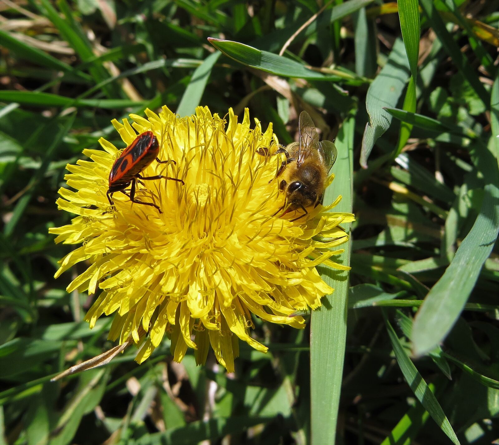 Canon PowerShot SX240 HS sample photo. Nature, dandelion, bee photography