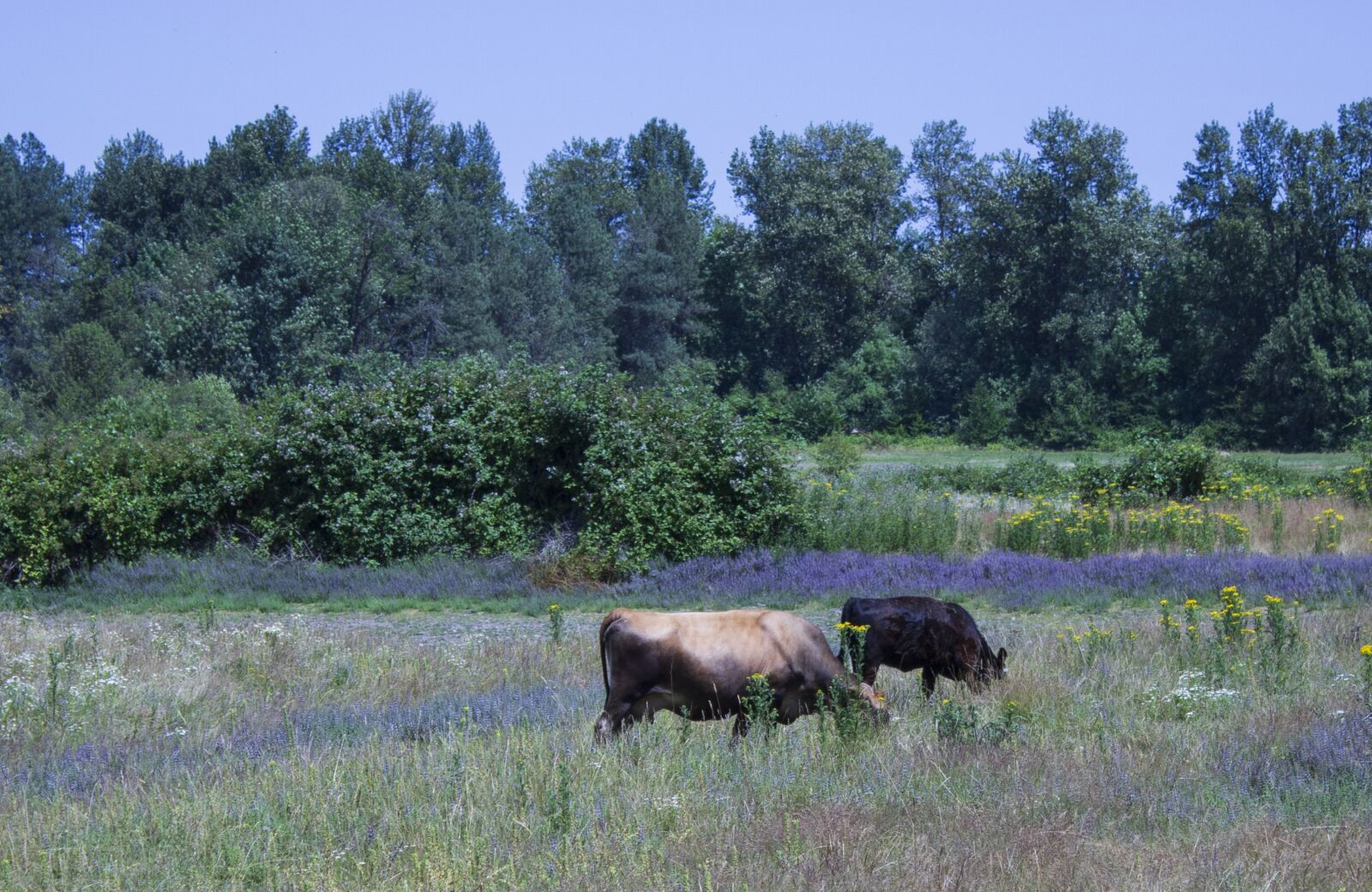 Canon EOS 600D (Rebel EOS T3i / EOS Kiss X5) sample photo. Rural, field, cows photography