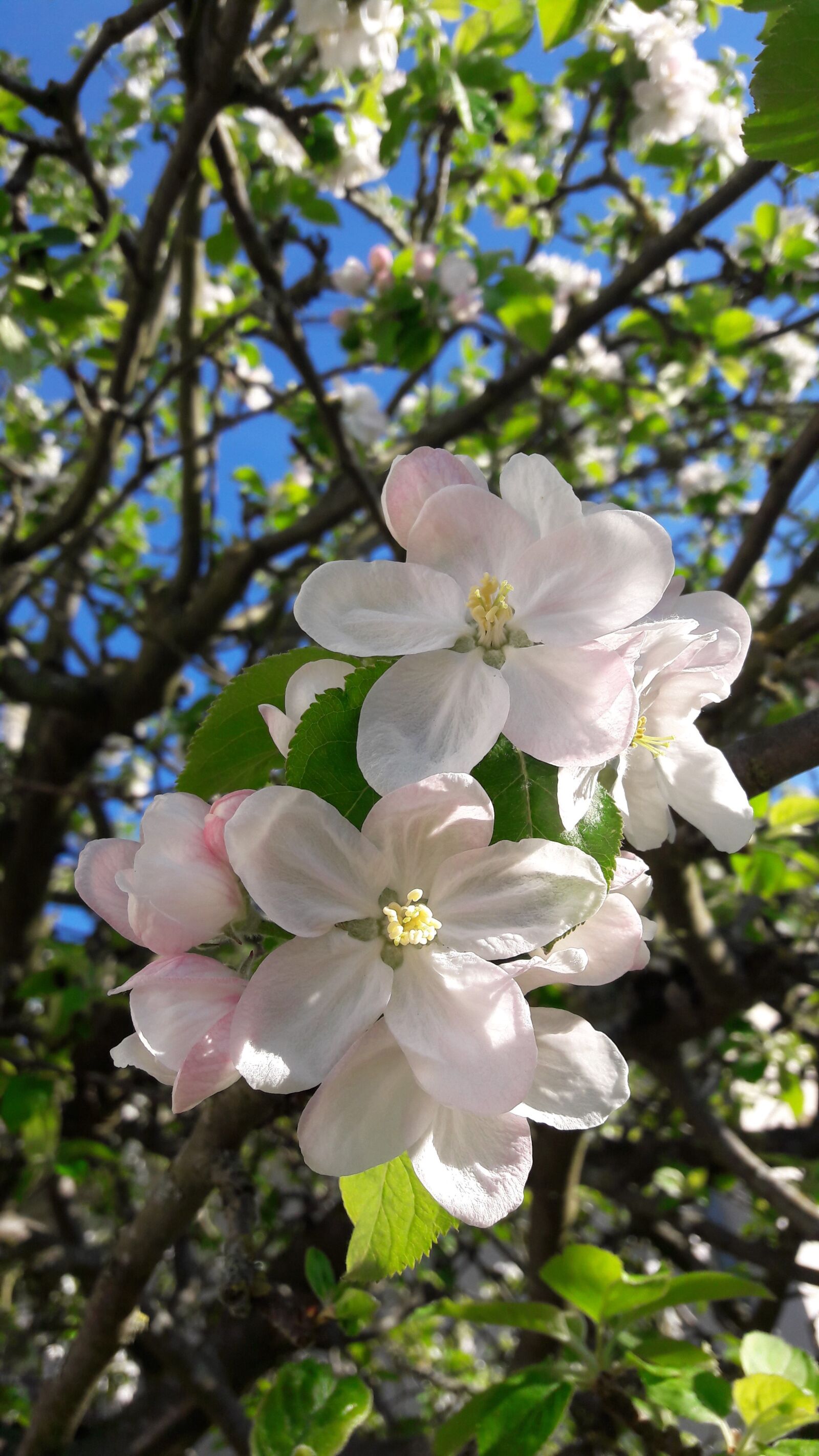 Samsung Galaxy A5(2016) sample photo. Flower, apple, spring photography