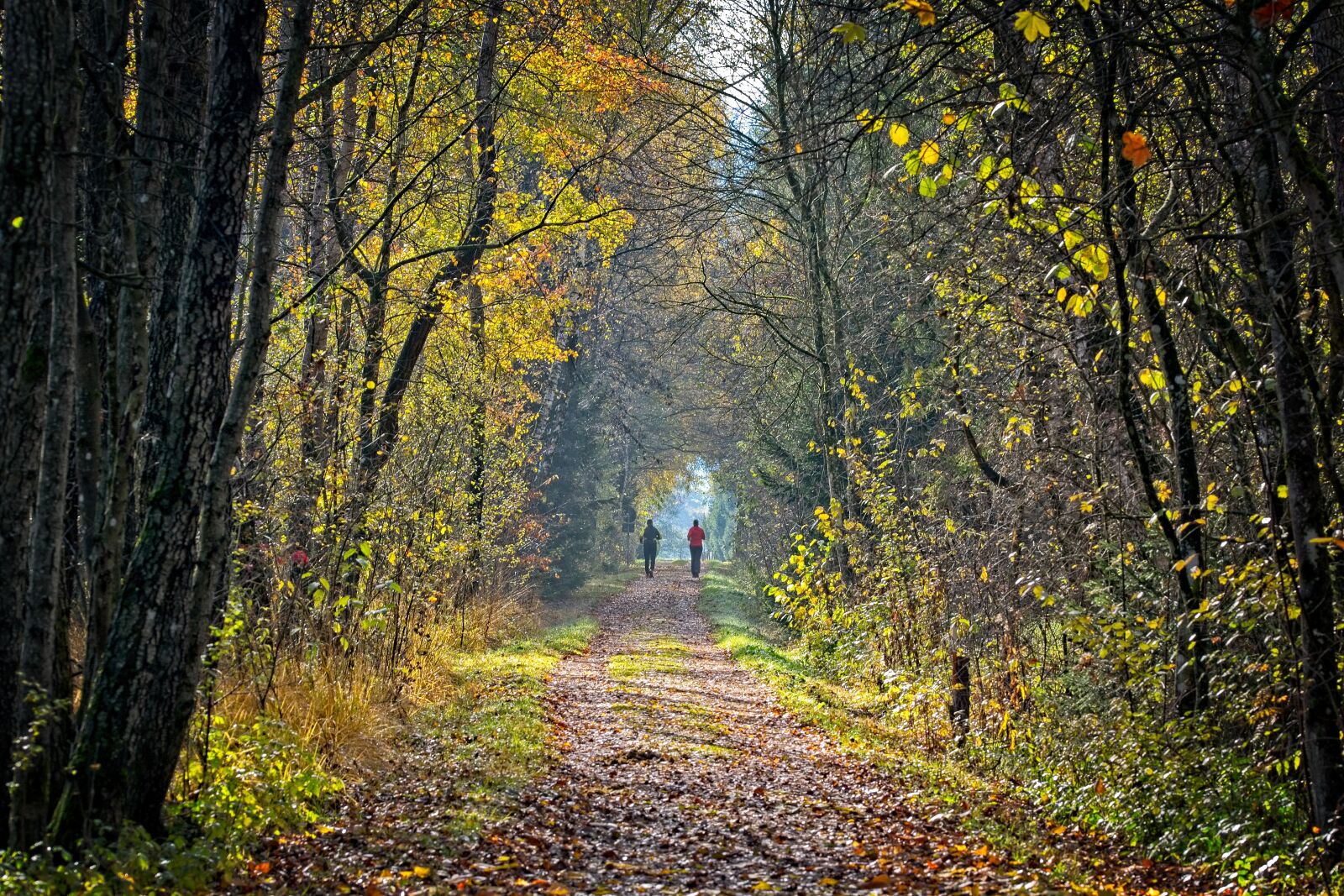 Sigma 105mm F2.8 EX DG OS HSM sample photo. Personal, jog, autumn photography