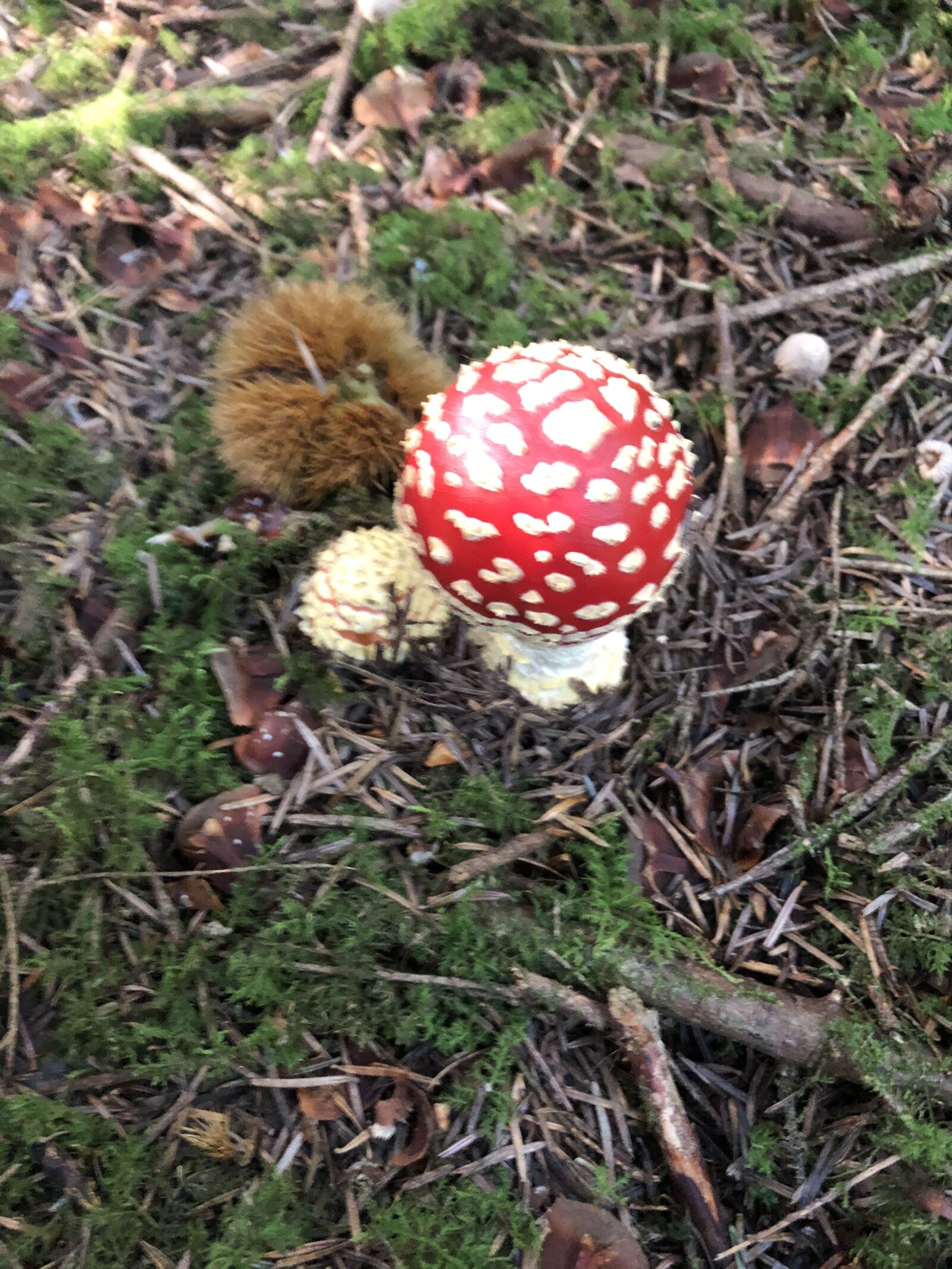 iPhone 8 back camera 3.99mm f/1.8 sample photo. Toadstool, fly agaric, forest photography