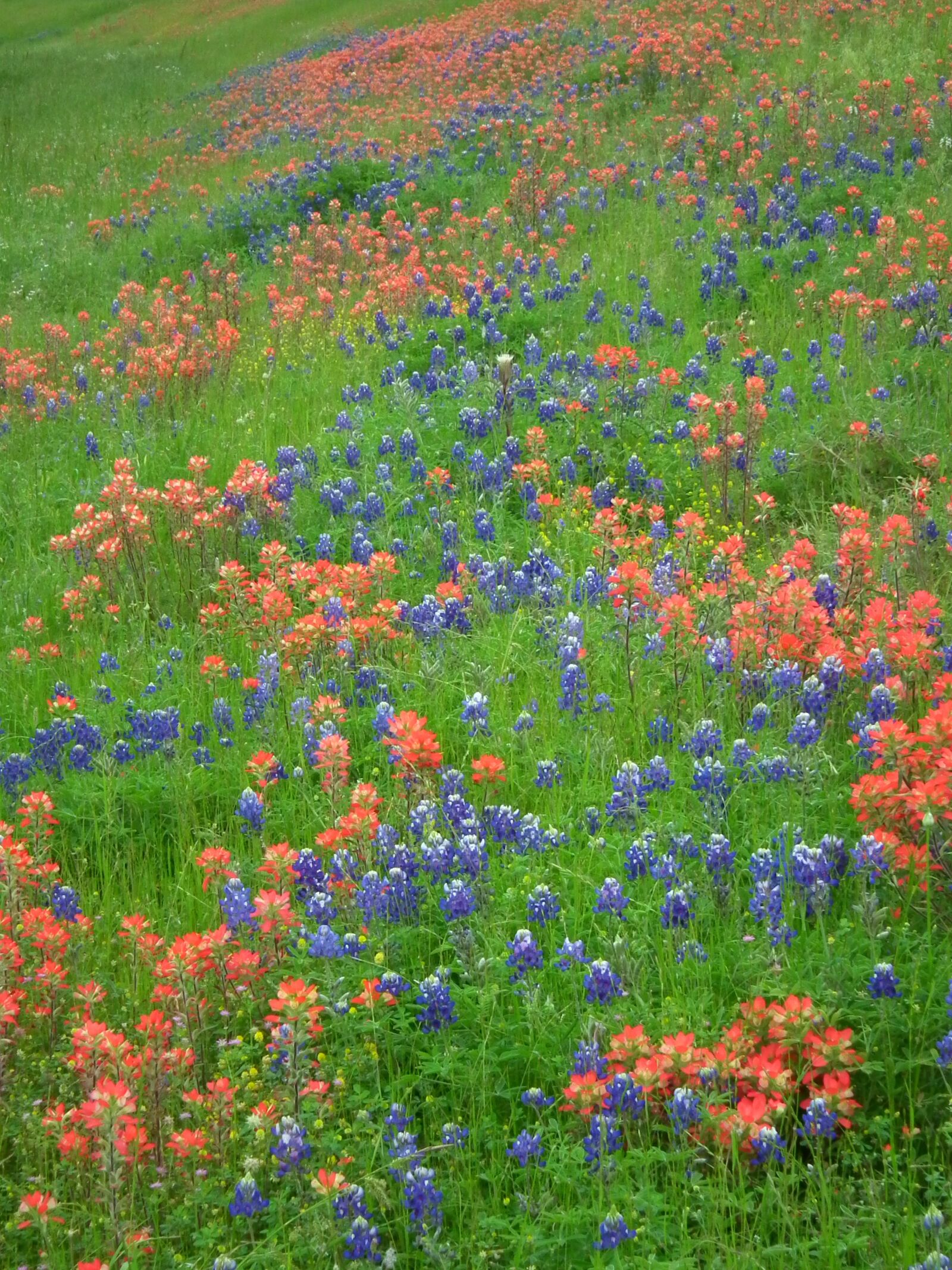 FujiFilm FinePix HS10 (FinePix HS11) sample photo. Wildflowers, nature, outdoors photography