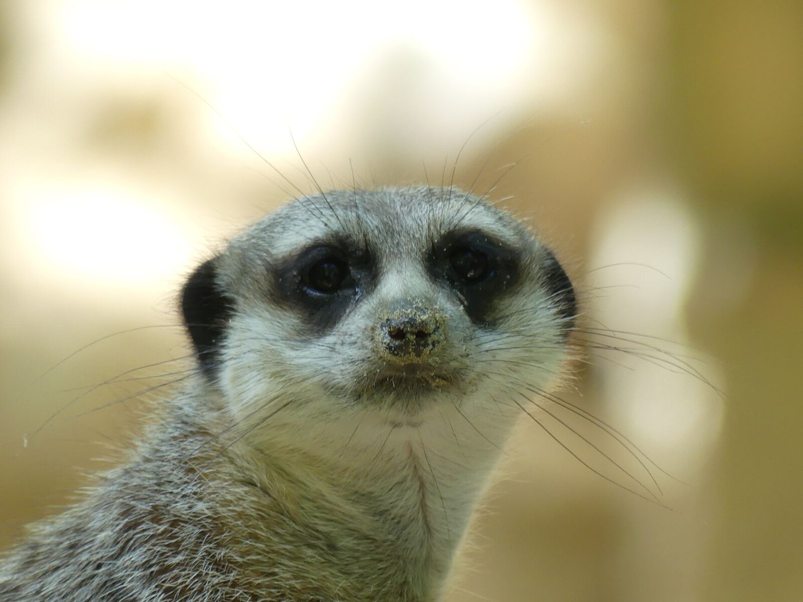 Panasonic Lumix DMC-FZ300 sample photo. Meerkat, zoo, animal photography