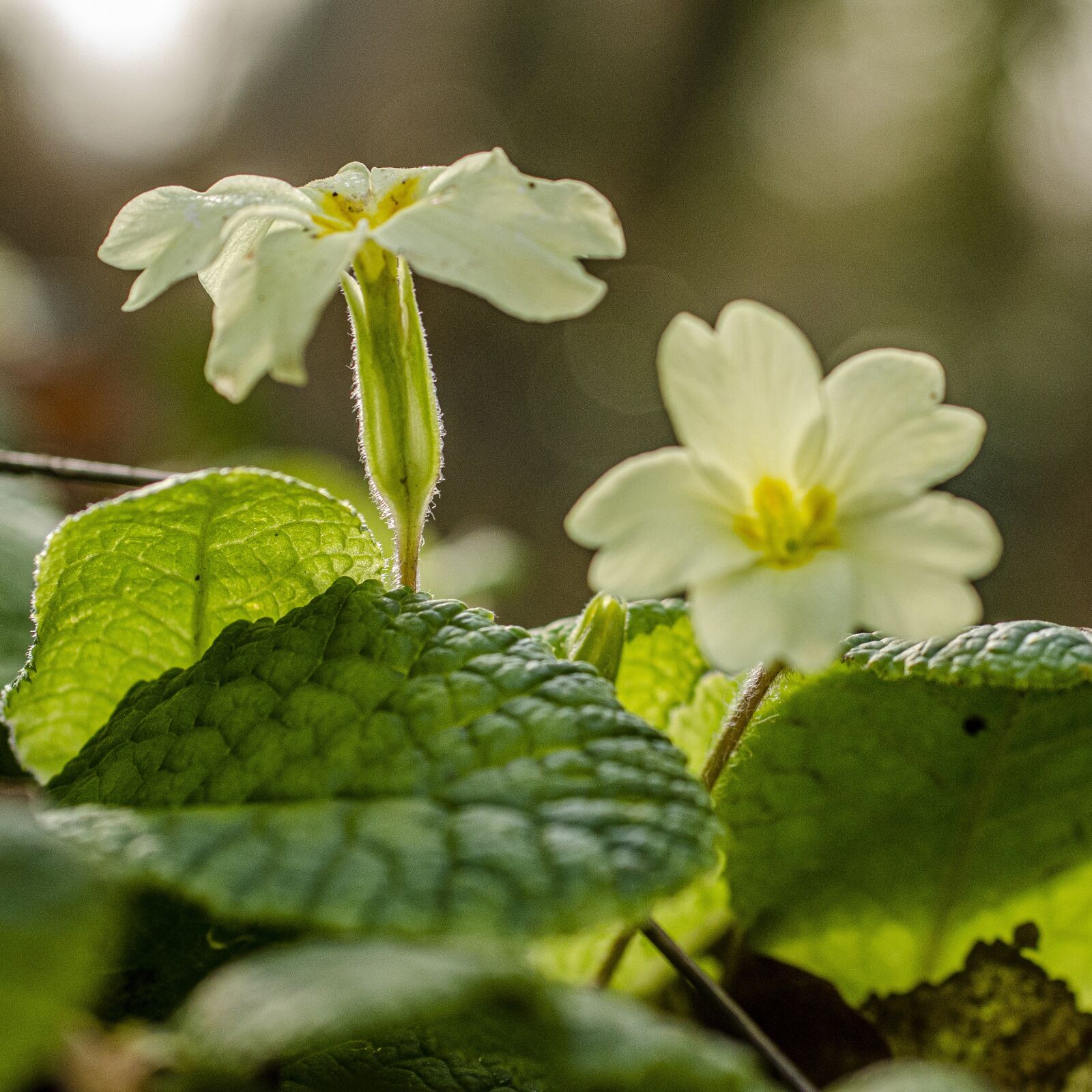 Nikon D7000 sample photo. Primrose, flower, spring photography
