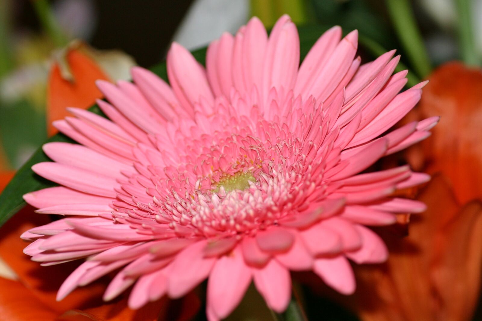 Canon EOS 300D (EOS Digital Rebel / EOS Kiss Digital) sample photo. Flowers, bouquet, close up photography