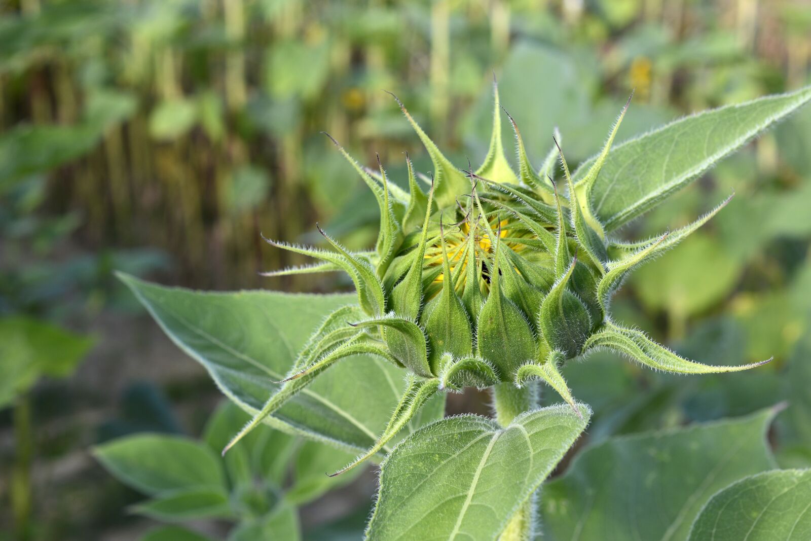 Nikon D7100 sample photo. Sunflower, bud, flower photography