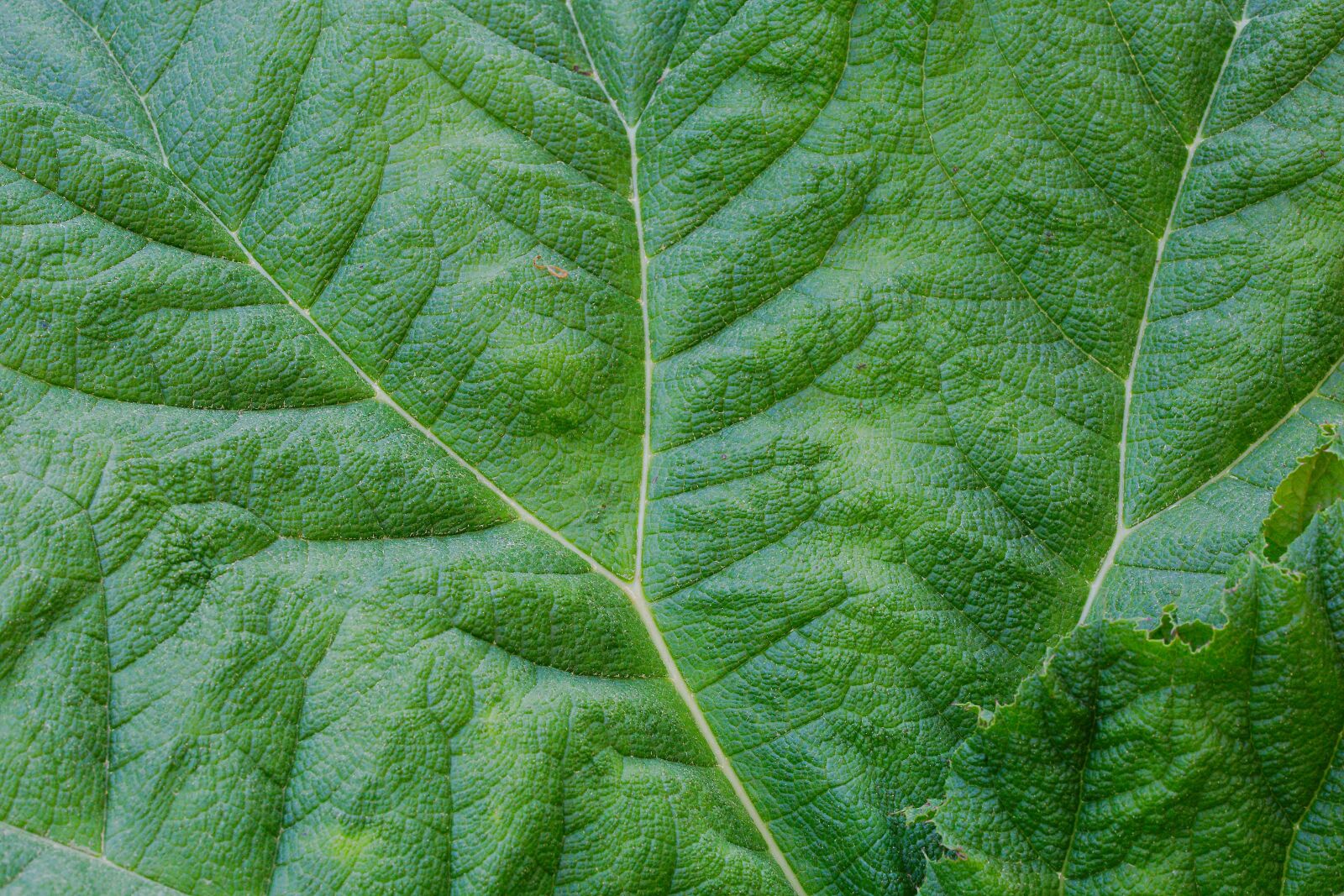 Canon EOS 6D sample photo. Leaf, plant, growth photography