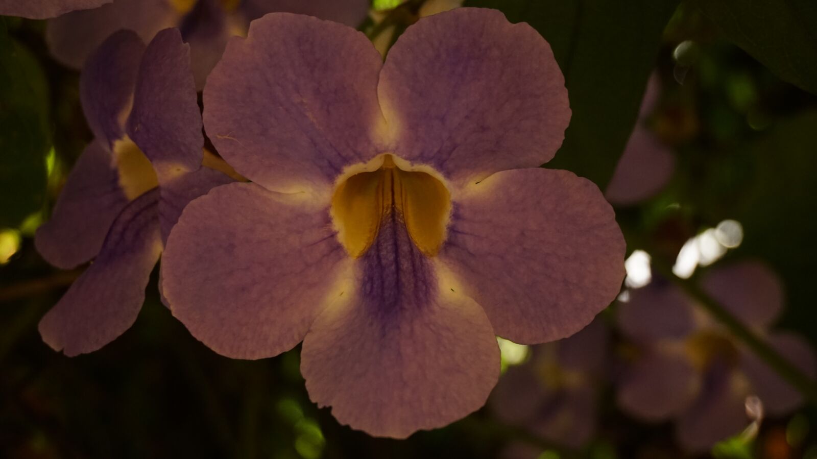 Sony Alpha a5000 (ILCE 5000) sample photo. Flower, blue, color photography