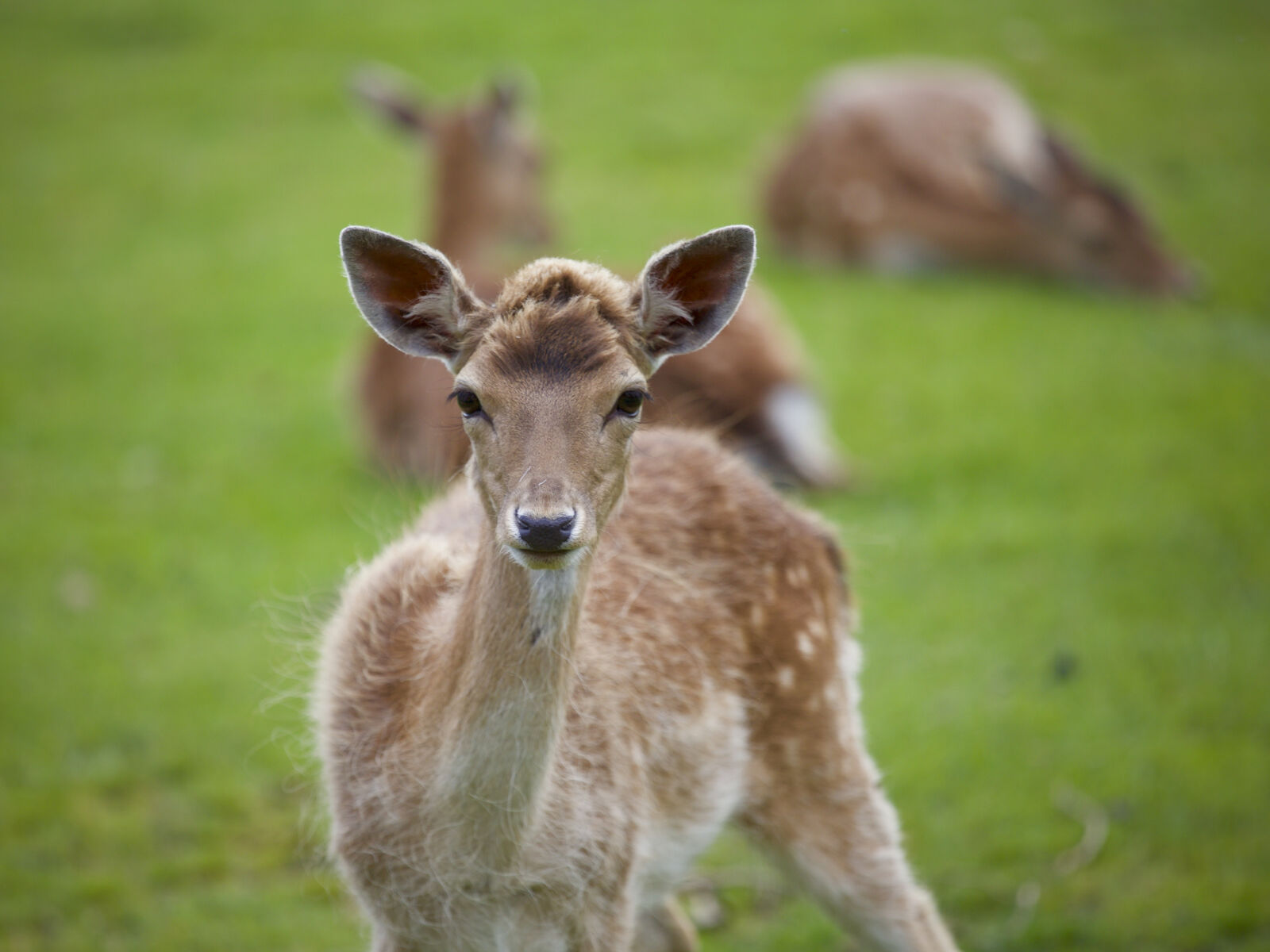 Canon EF 70-200mm F4L IS USM sample photo. Animal, animal, photography, blur photography
