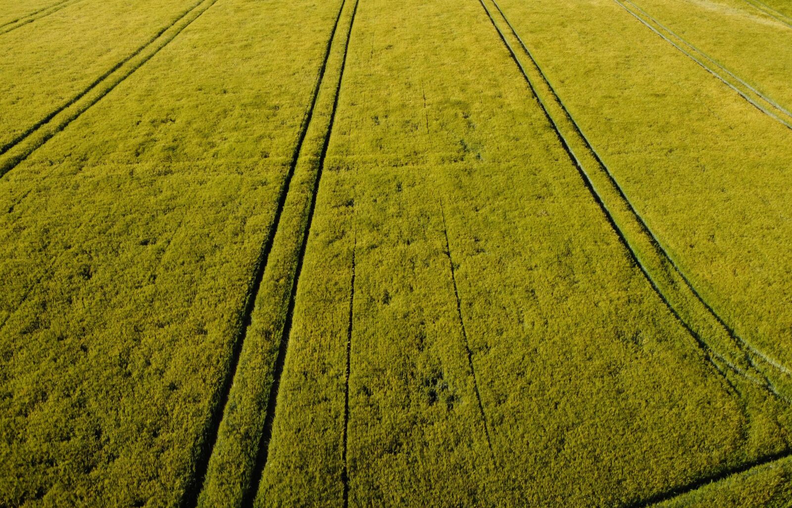 DJI FC7203 sample photo. Field, wheat field, traces photography
