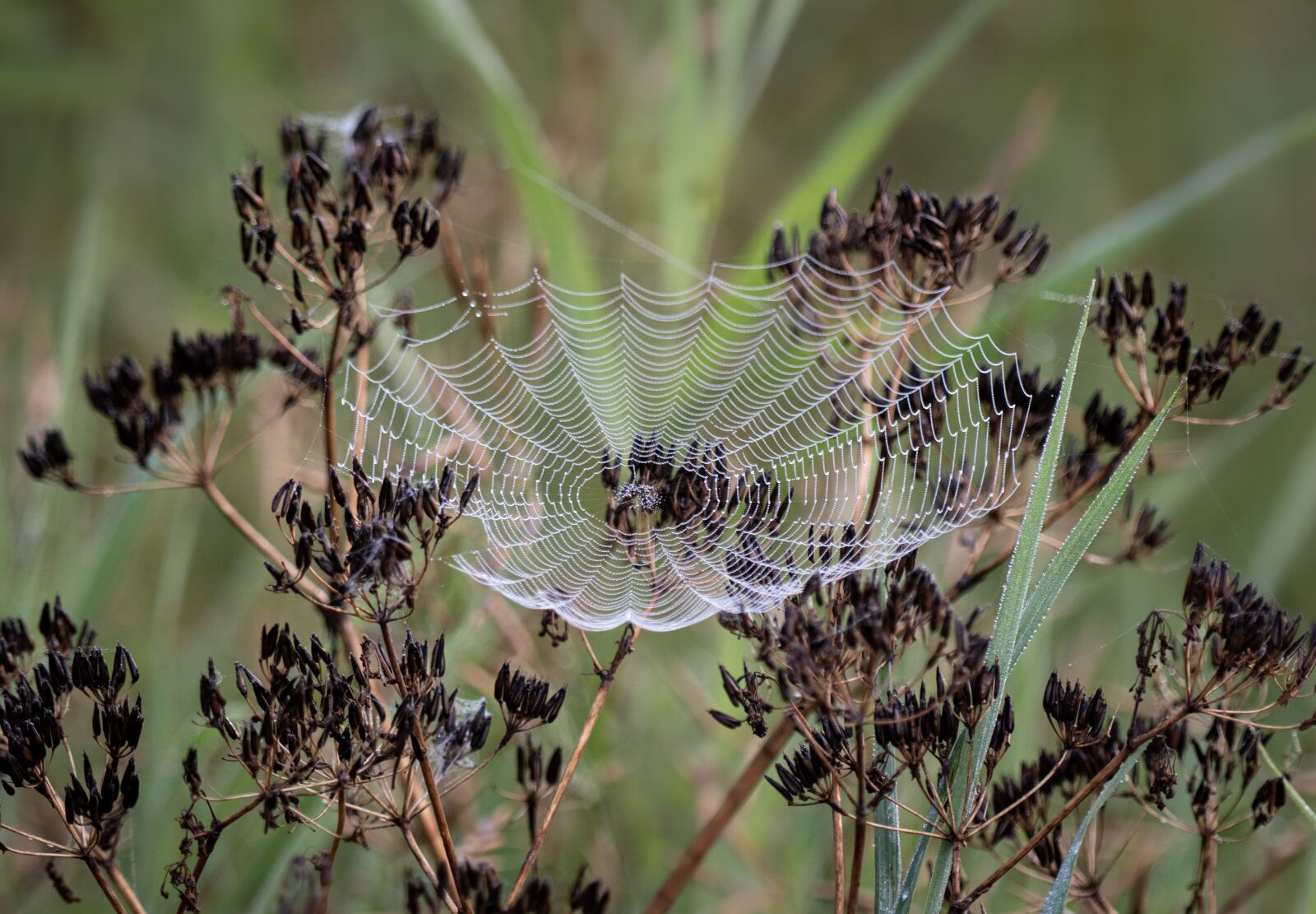 Nikon D5500 sample photo. Cobweb, spiderweb, spider web photography