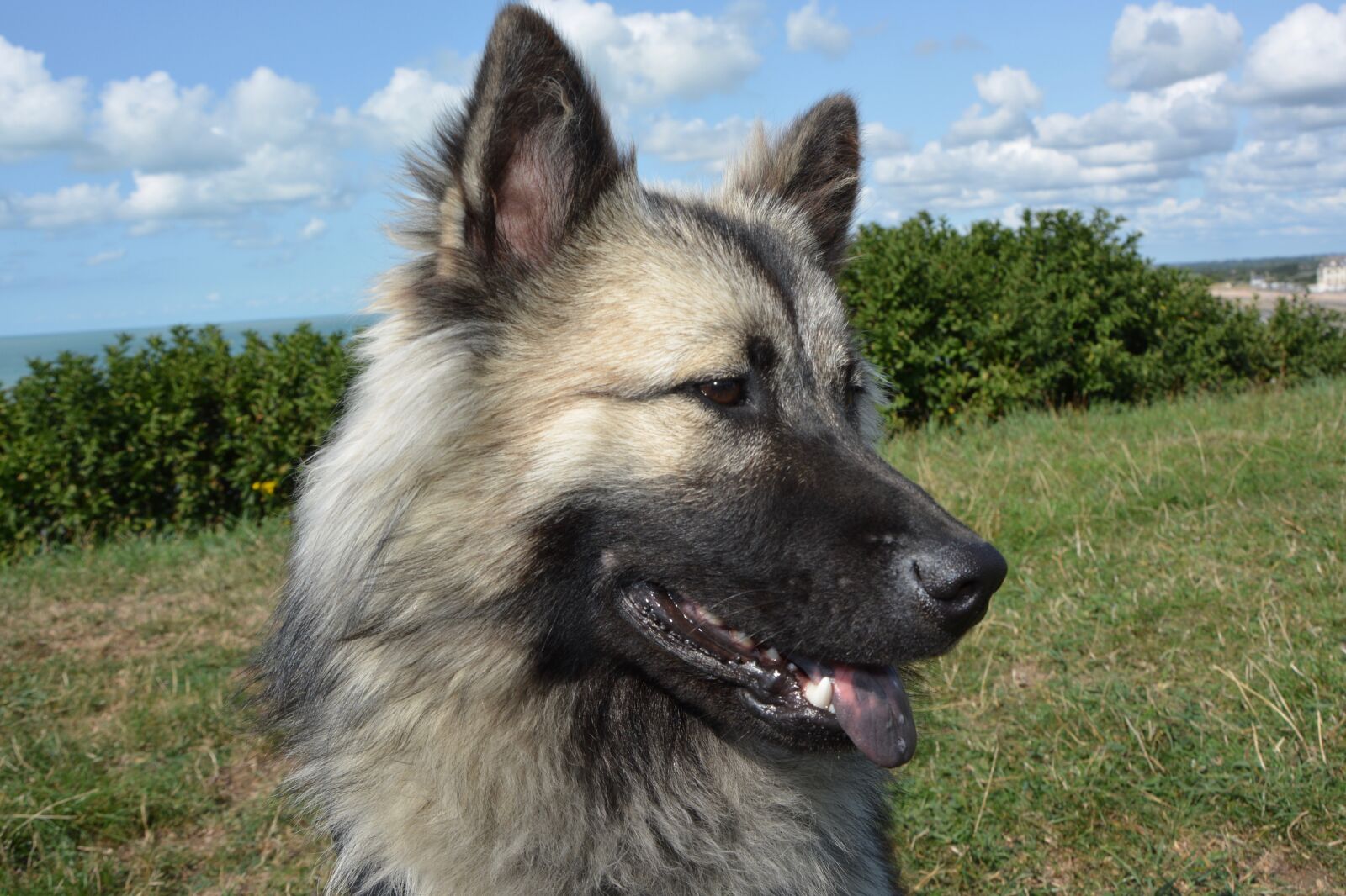 Nikon D5200 sample photo. Dog, bitch, dog eurasier photography