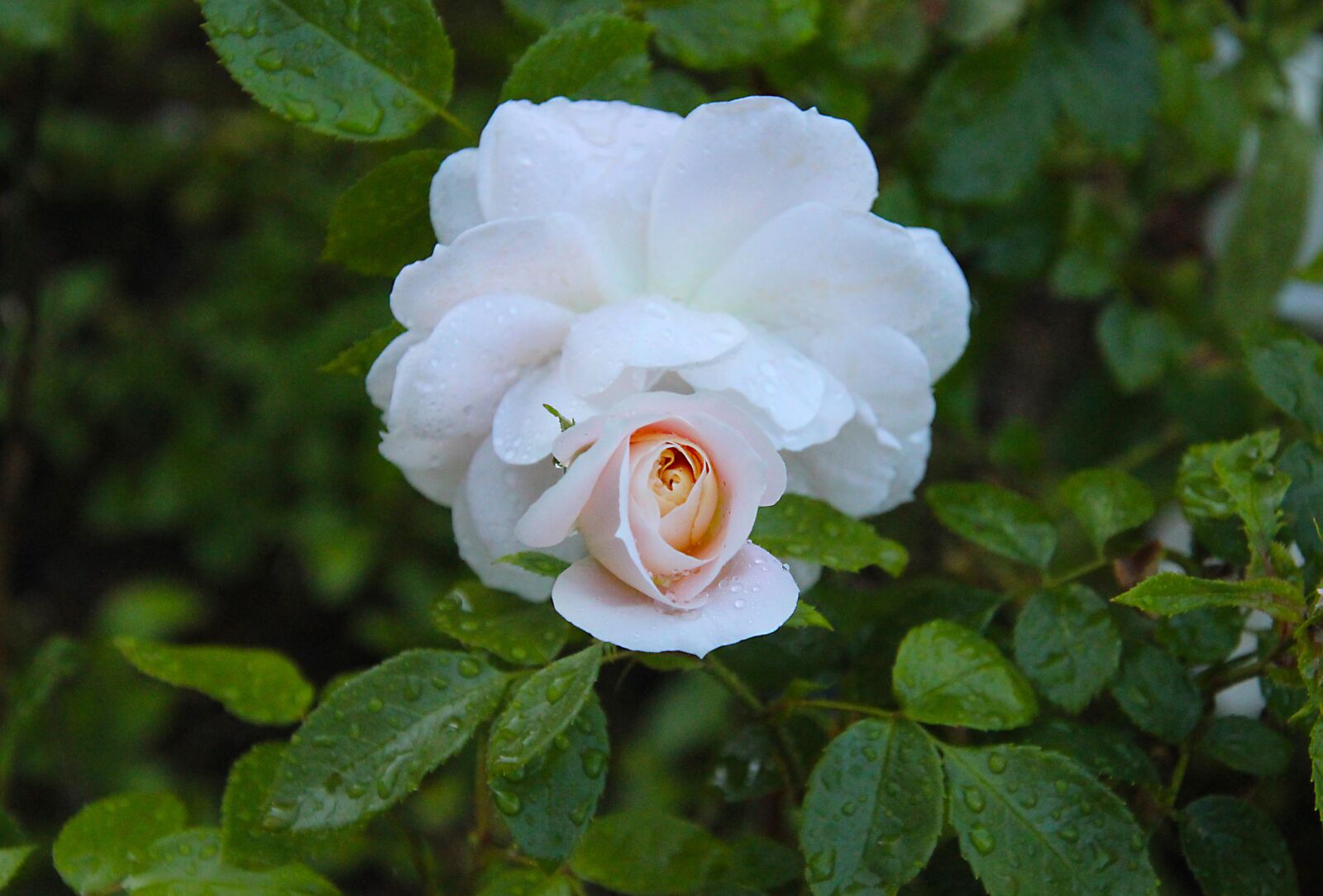 Canon EOS 700D (EOS Rebel T5i / EOS Kiss X7i) sample photo. Rose, flower, wet photography