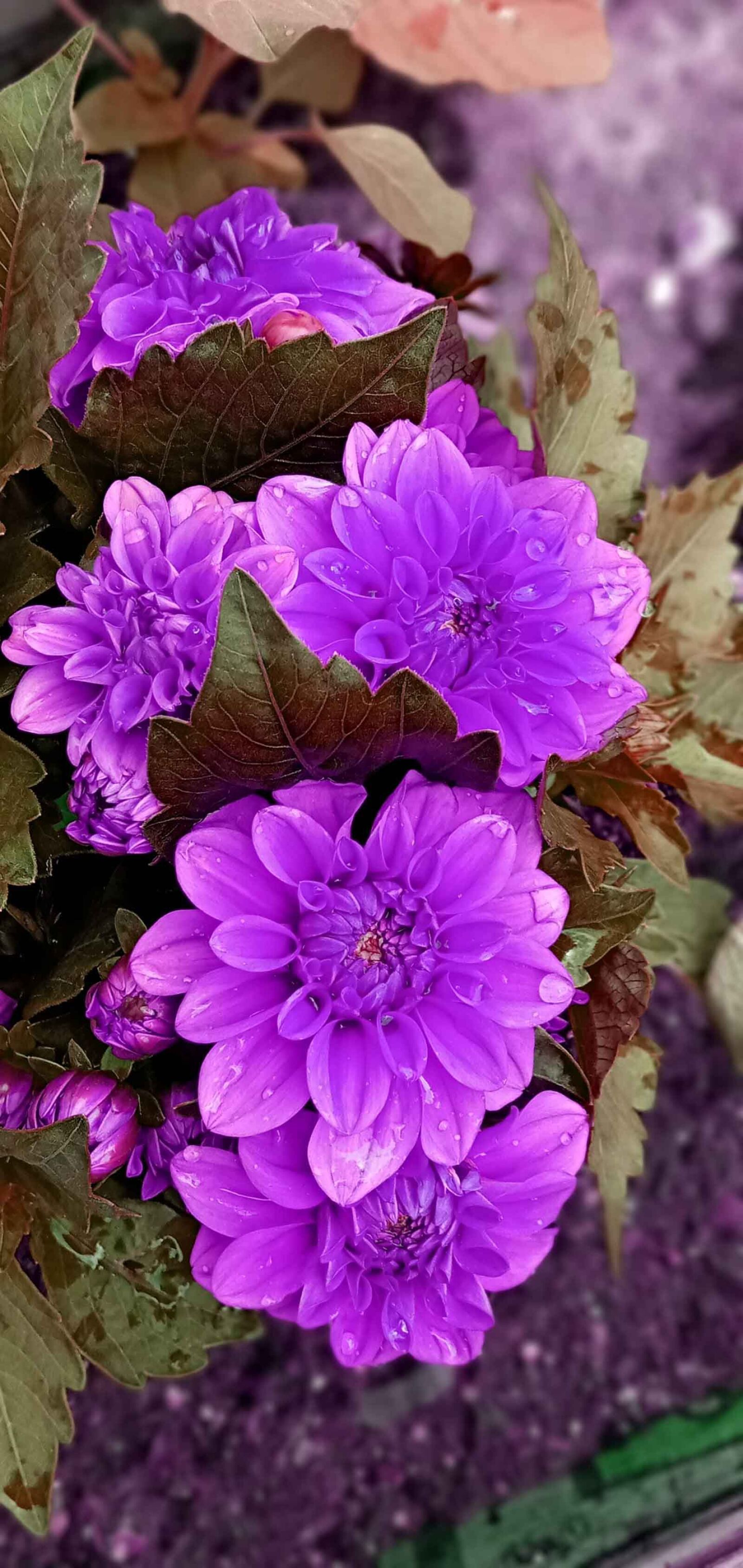 Samsung SM-A107F sample photo. Purple, flower, beauties photography