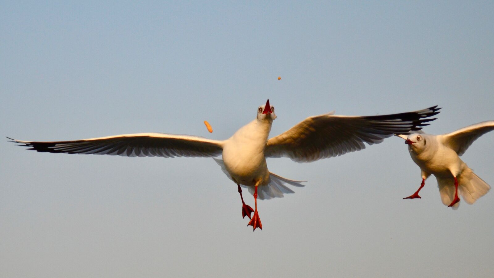 Nikon D5100 sample photo. Bird, bird photography, wildlife photography
