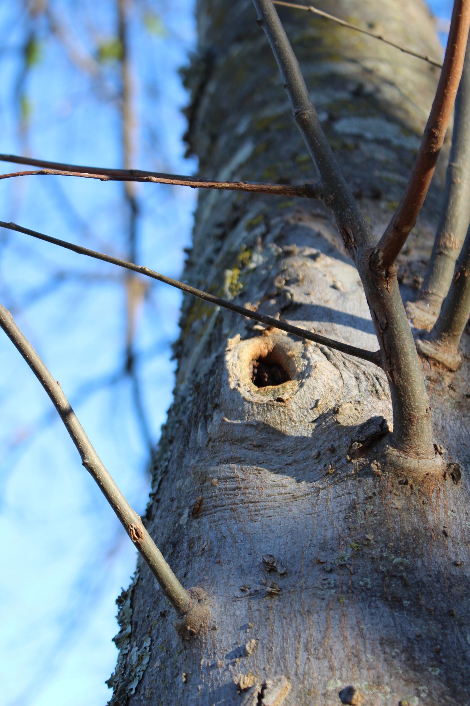 Canon EOS 700D (EOS Rebel T5i / EOS Kiss X7i) sample photo. Tree, nature, artsy photography