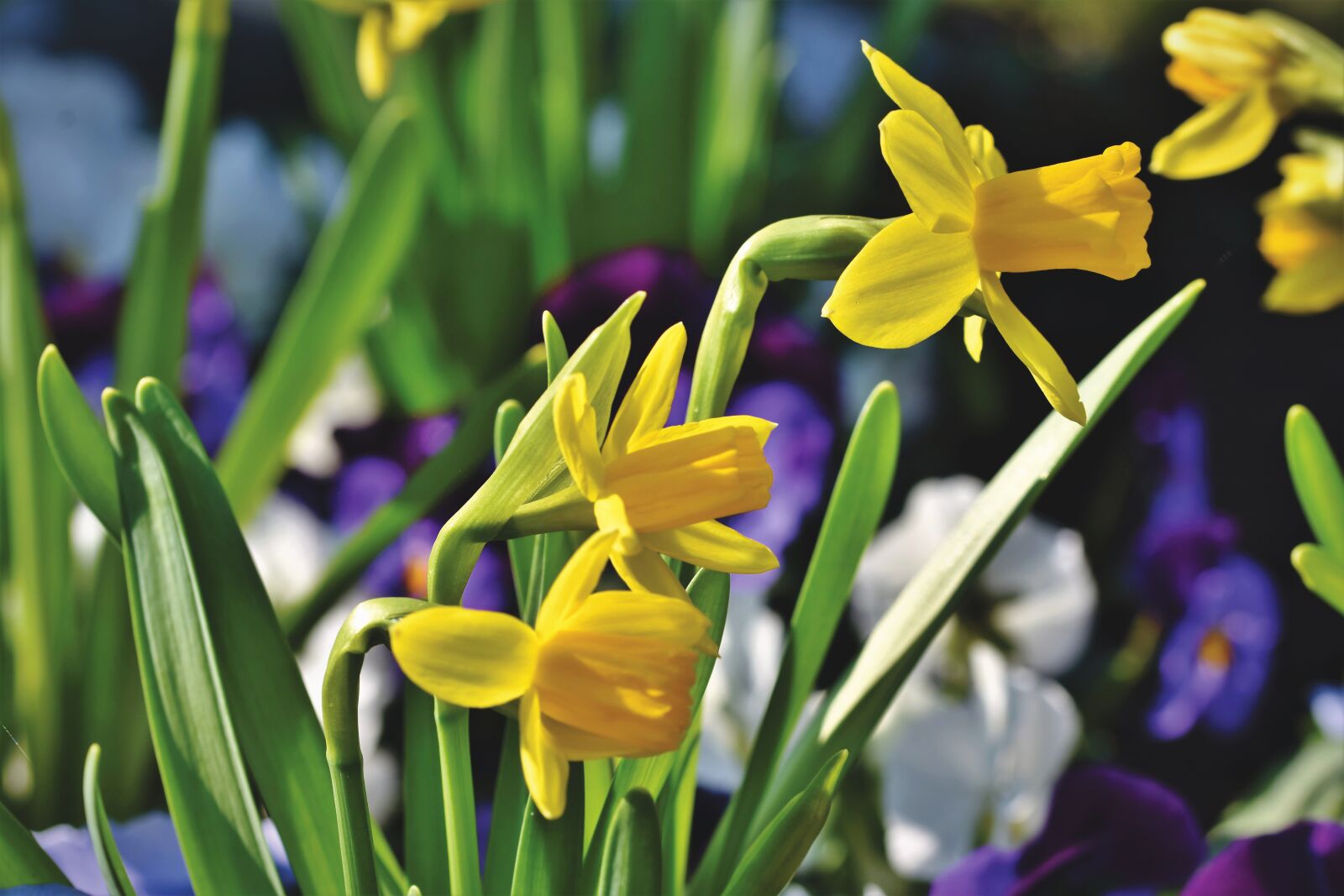 Nikon D7200 sample photo. Narcissus, blossom, bloom photography