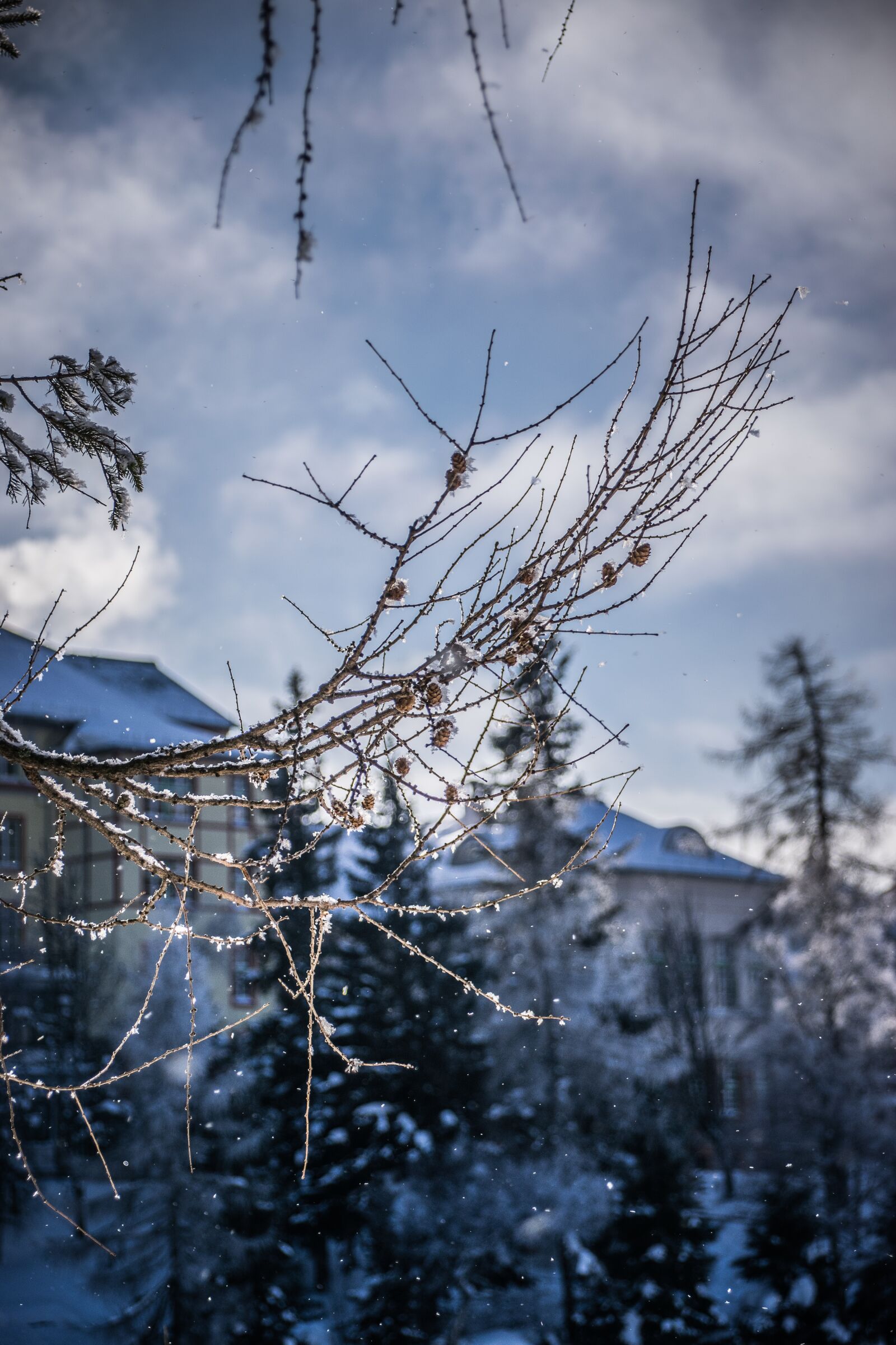 Nikon D5300 sample photo. Winter, trees, nature photography