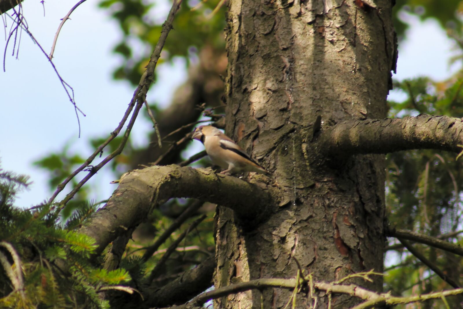 Canon EOS 550D (EOS Rebel T2i / EOS Kiss X4) sample photo. Grosbeak, sparrow bird, songbird photography