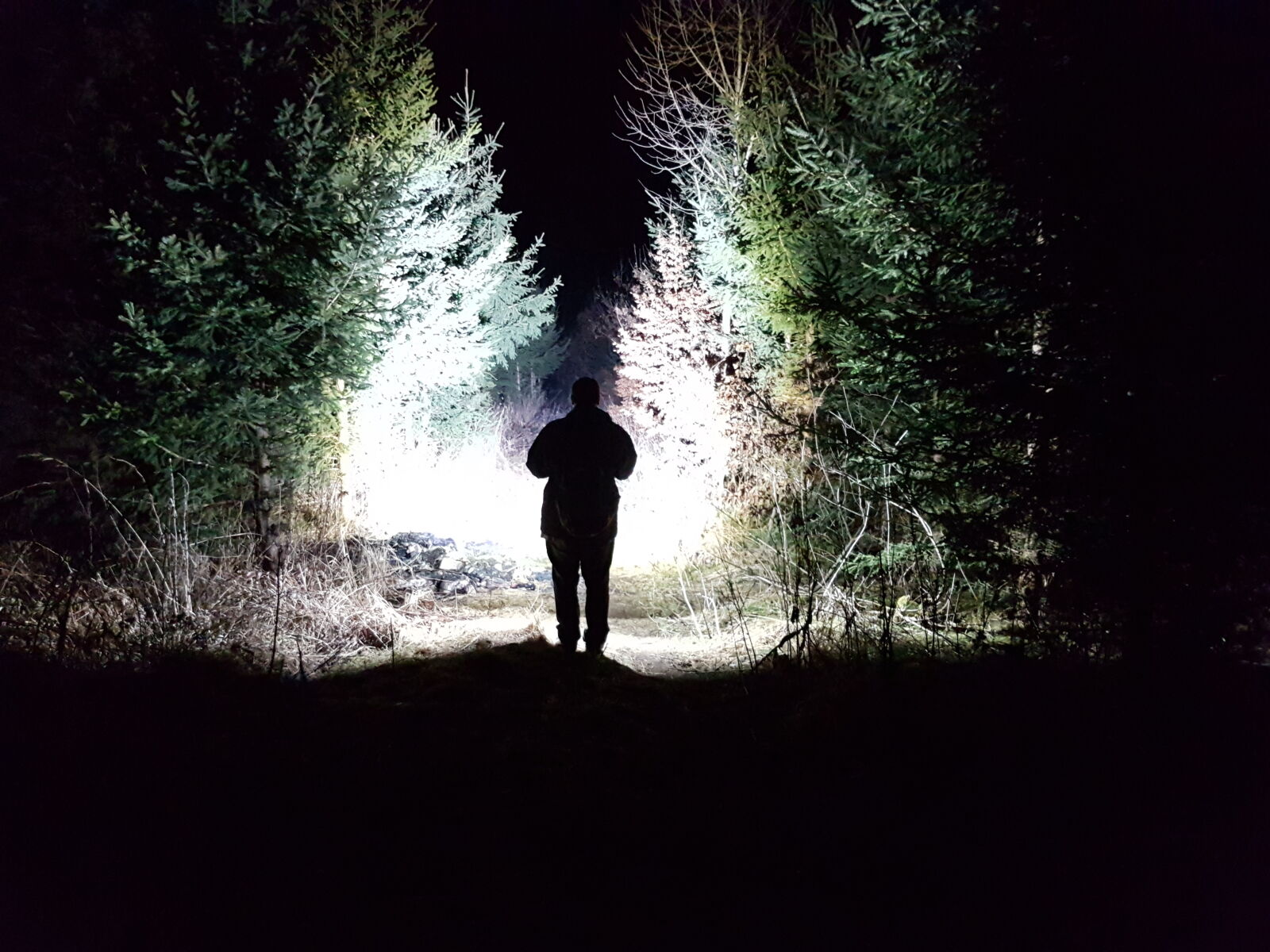 Samsung Galaxy S7 sample photo. Flashlight, forest, light photography