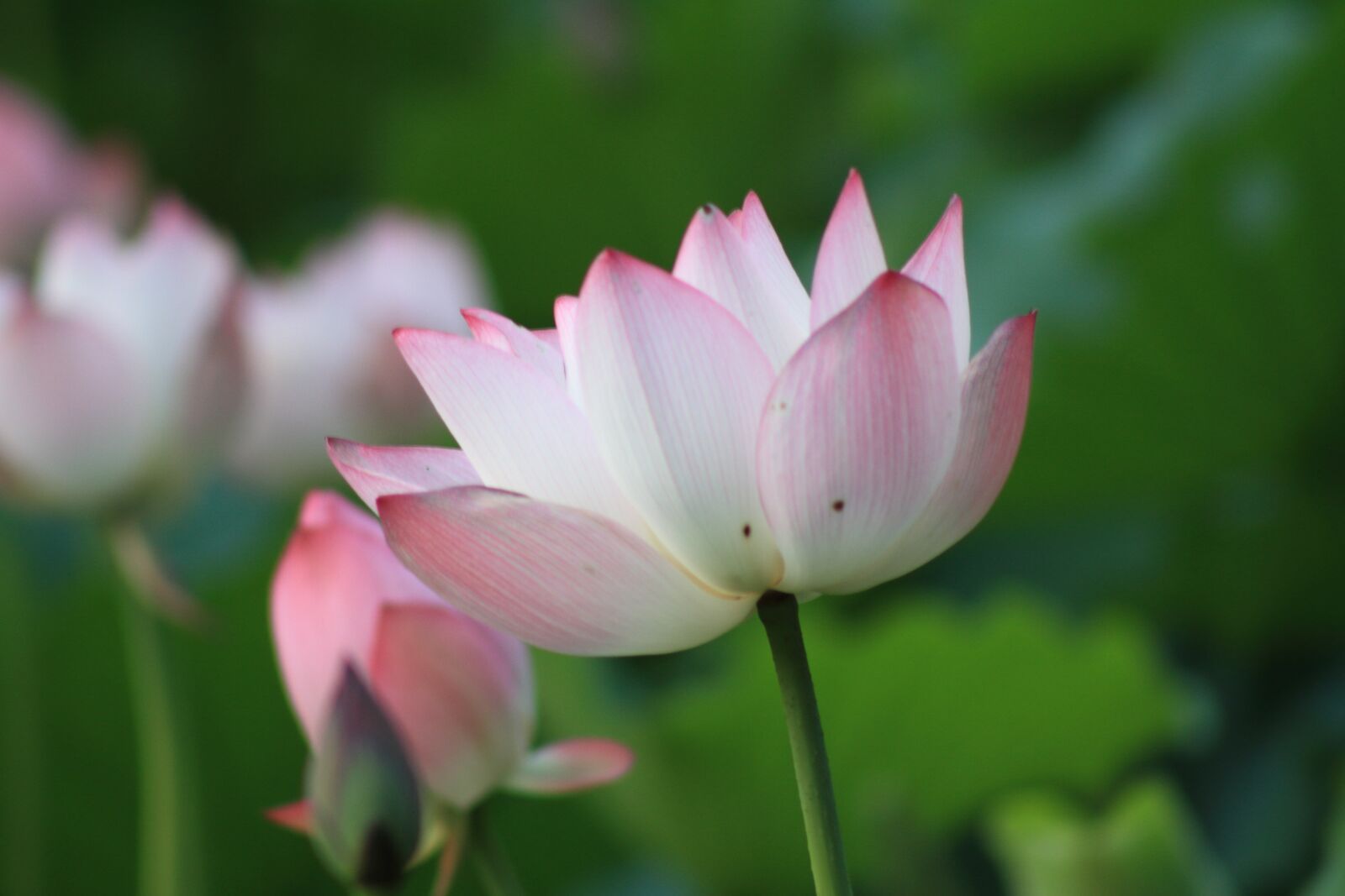 Canon EOS 7D + Canon EF 75-300mm f/4-5.6 sample photo. Flower, lotus, plant photography
