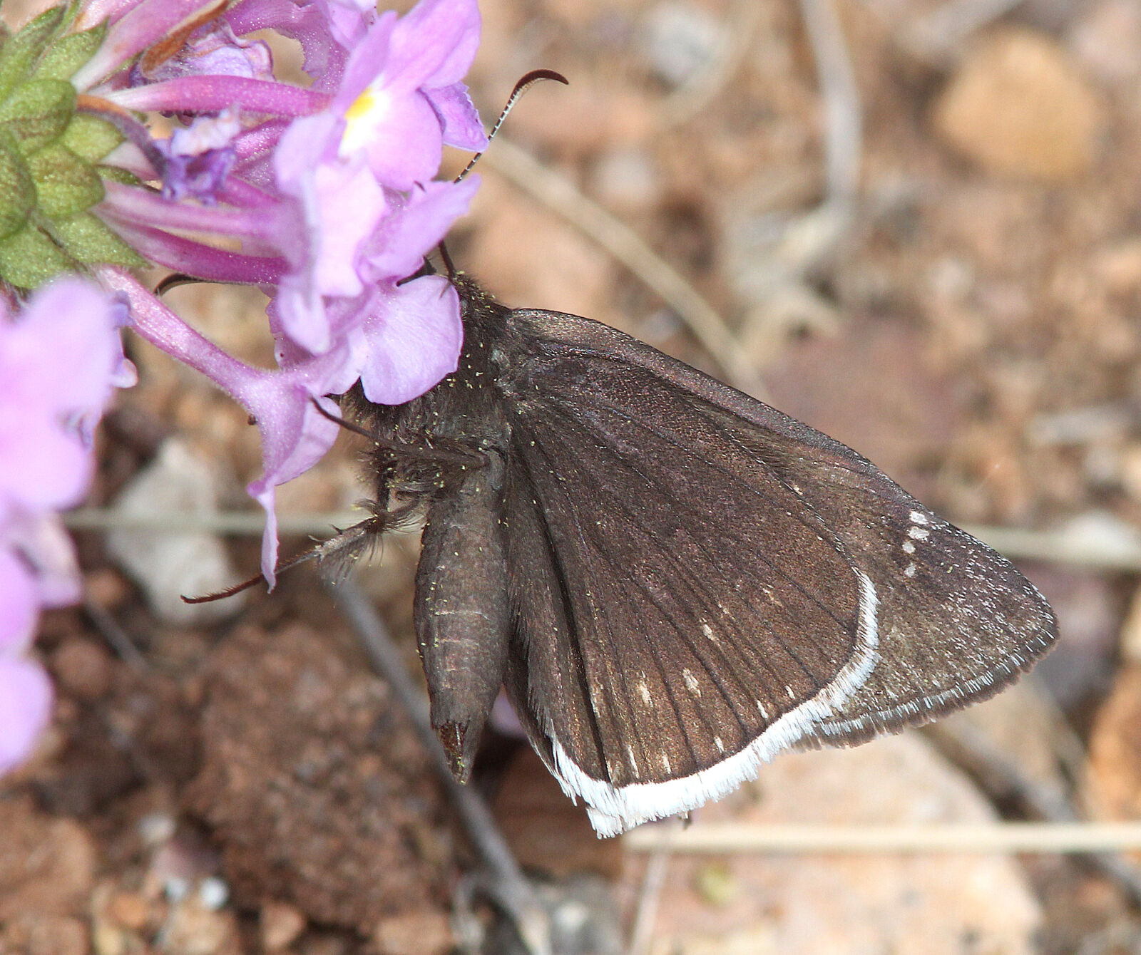 Canon EF 300mm F4L IS USM sample photo