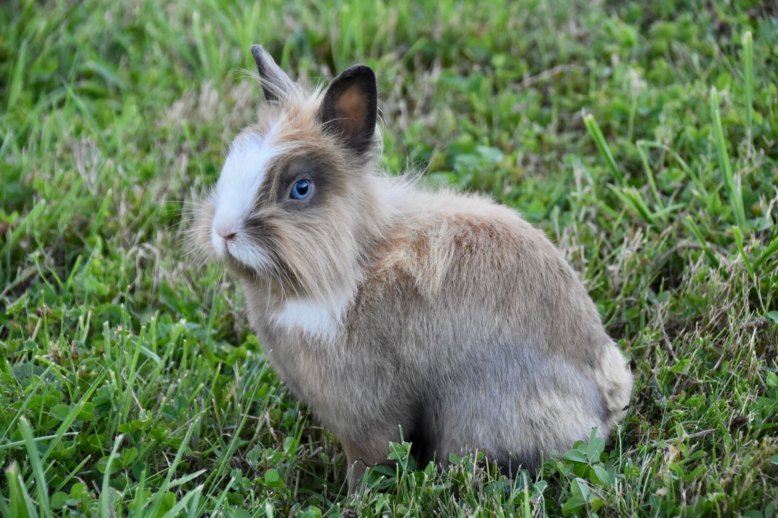 Nikon D5600 sample photo. Rabbit, rabbit familiar, rabbit photography