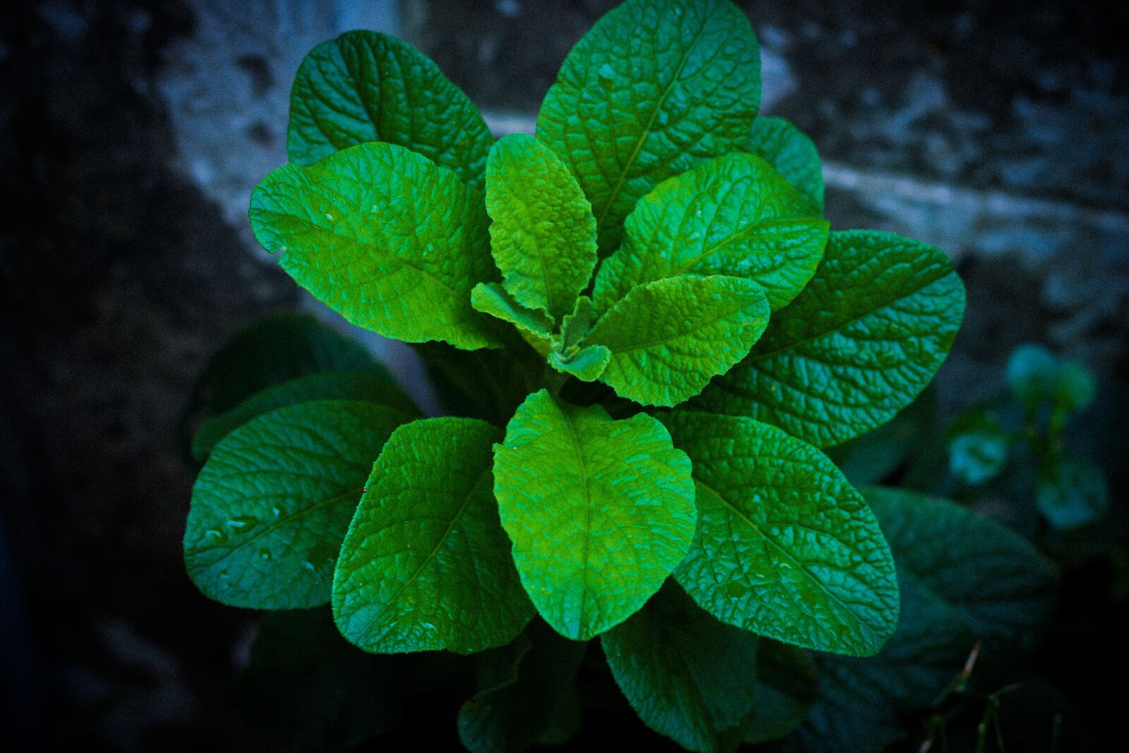 Canon EOS 700D (EOS Rebel T5i / EOS Kiss X7i) + Canon EF 50mm F1.8 STM sample photo. Blade, cho, flowers photography