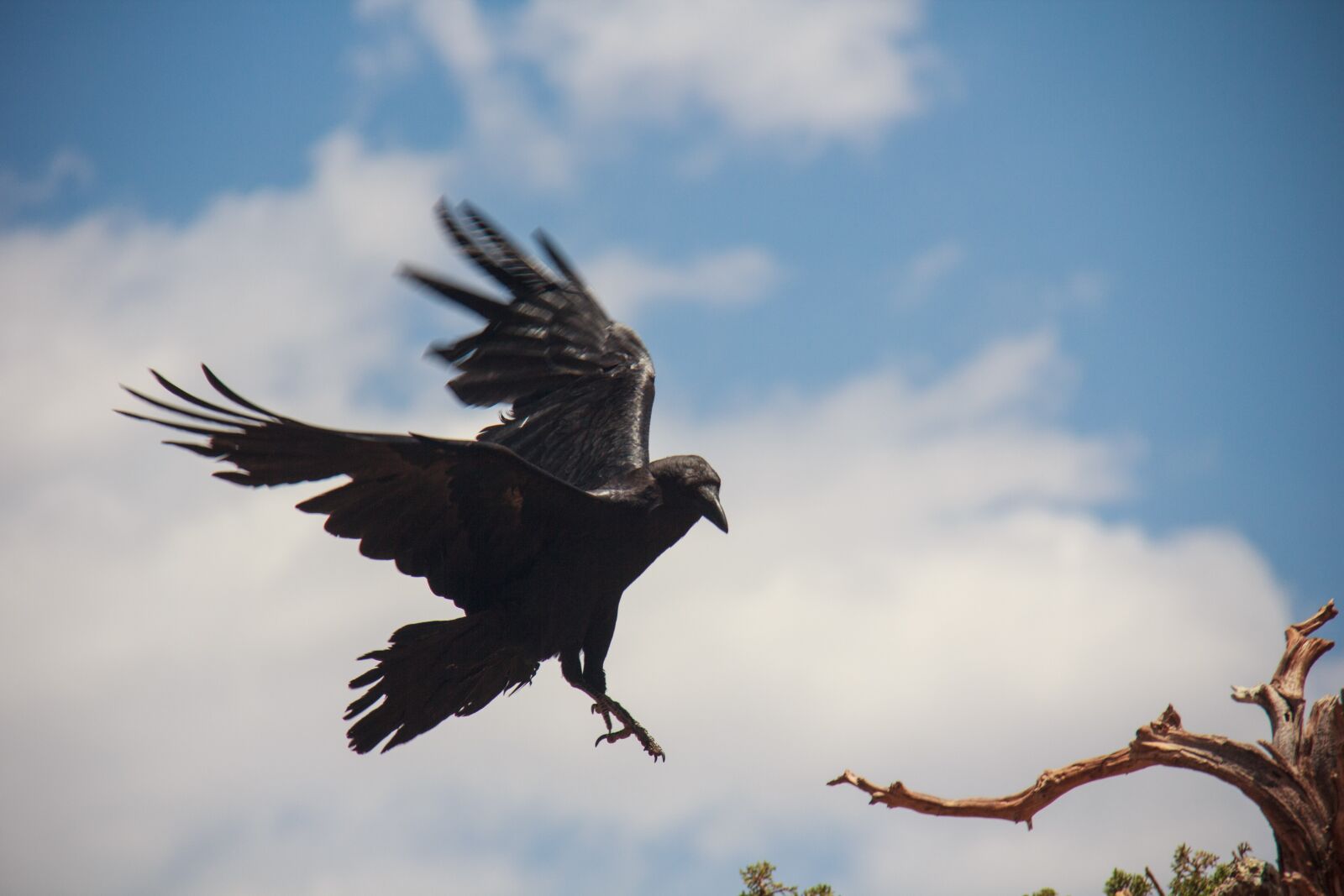 Canon EF-S 18-200mm F3.5-5.6 IS sample photo. Raven, bird, flying photography