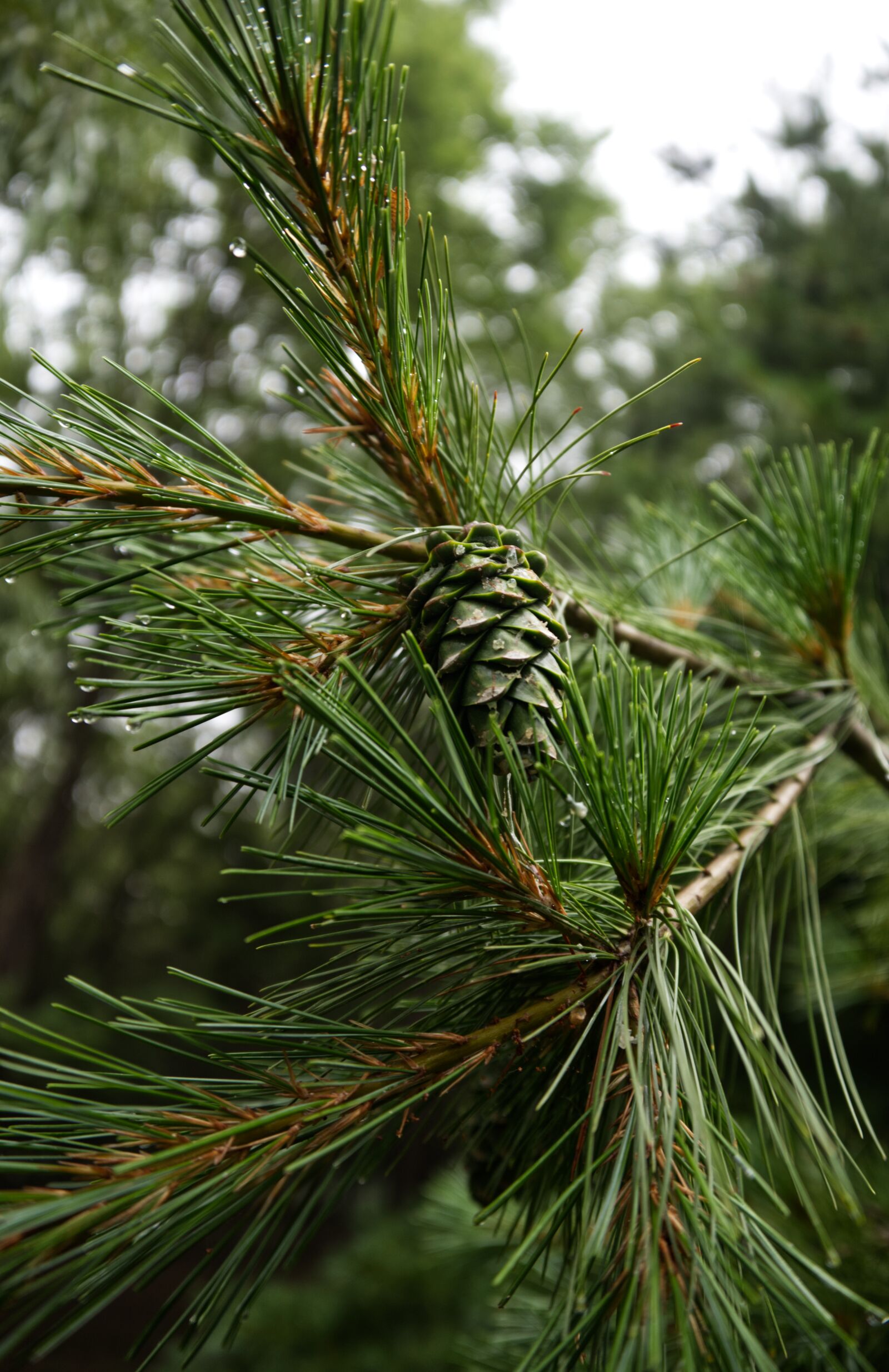 Nikon D750 sample photo. Pine cone, tree, leaves photography