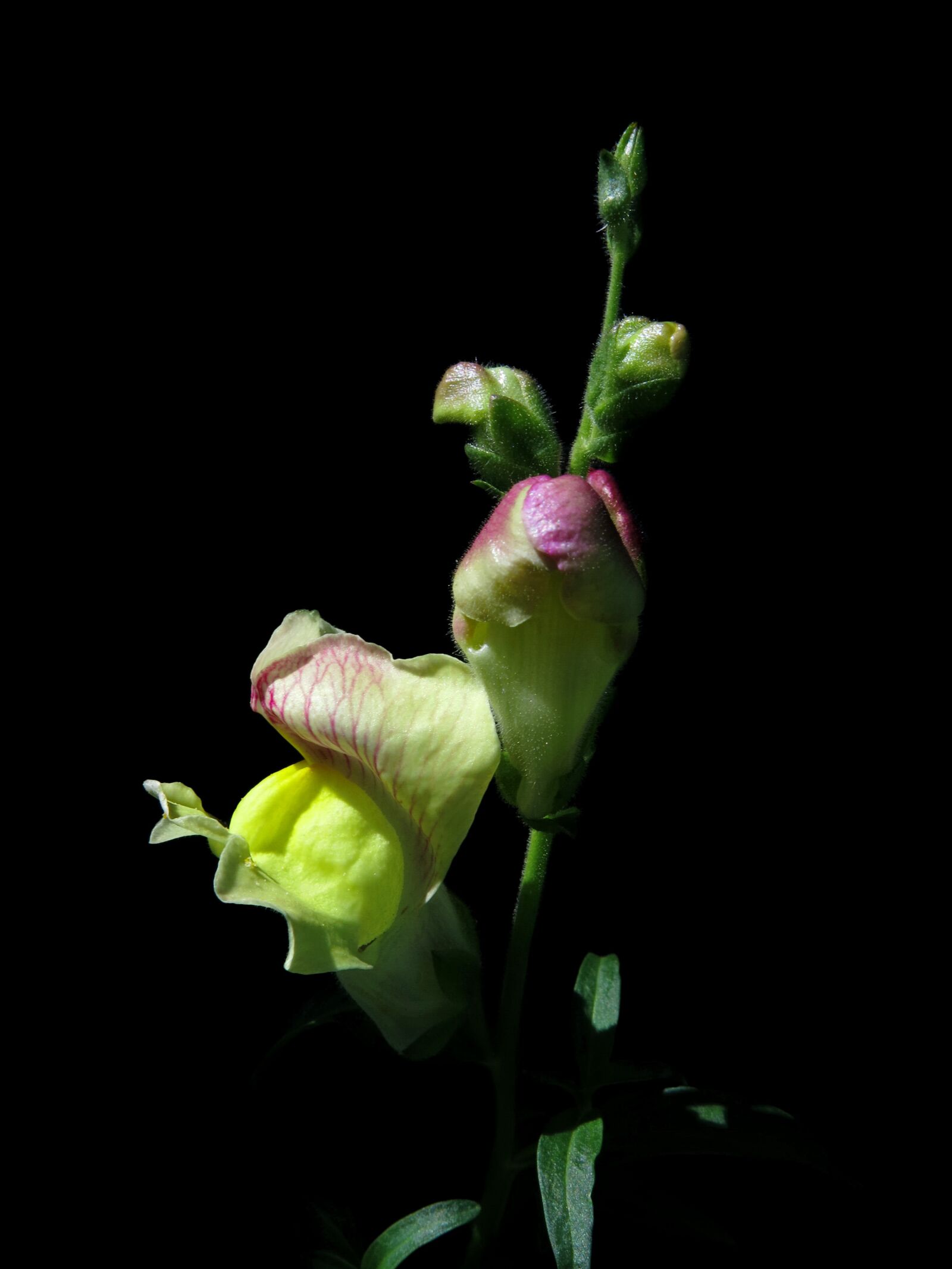Canon PowerShot G15 sample photo. Antirrhinum majus, garden snapdragon photography