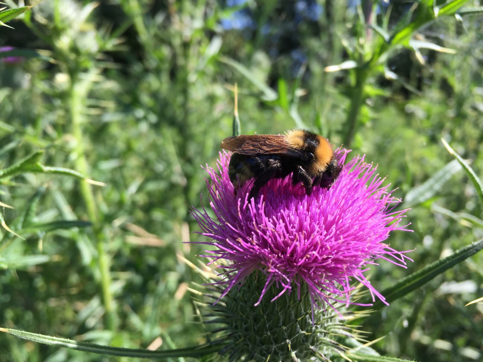 iPhone 6 back camera 4.15mm f/2.2 sample photo. Hummel, bee, insect photography