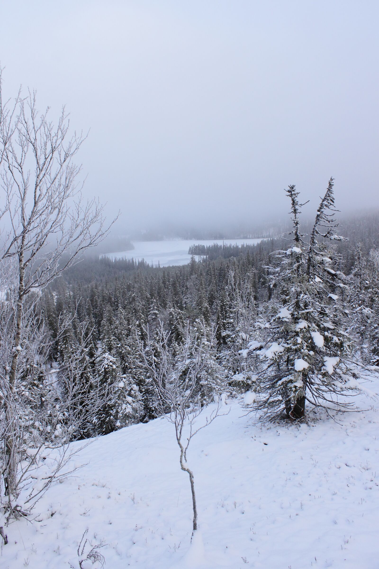 Canon EOS 500D (EOS Rebel T1i / EOS Kiss X3) sample photo. Winter, nipple, nature photography