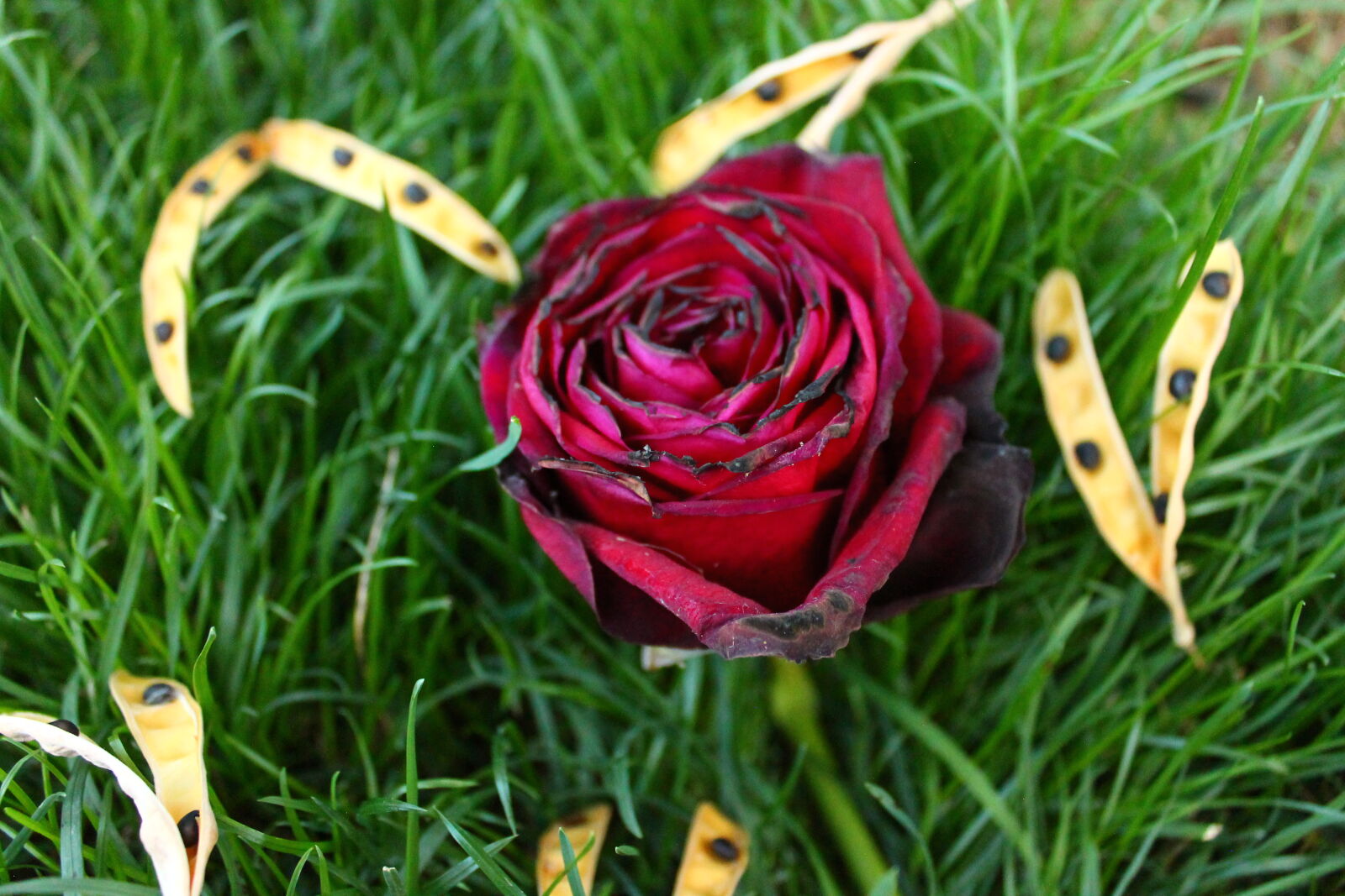 Canon EOS 1100D (EOS Rebel T3 / EOS Kiss X50) sample photo. Flower, grass, seeds photography