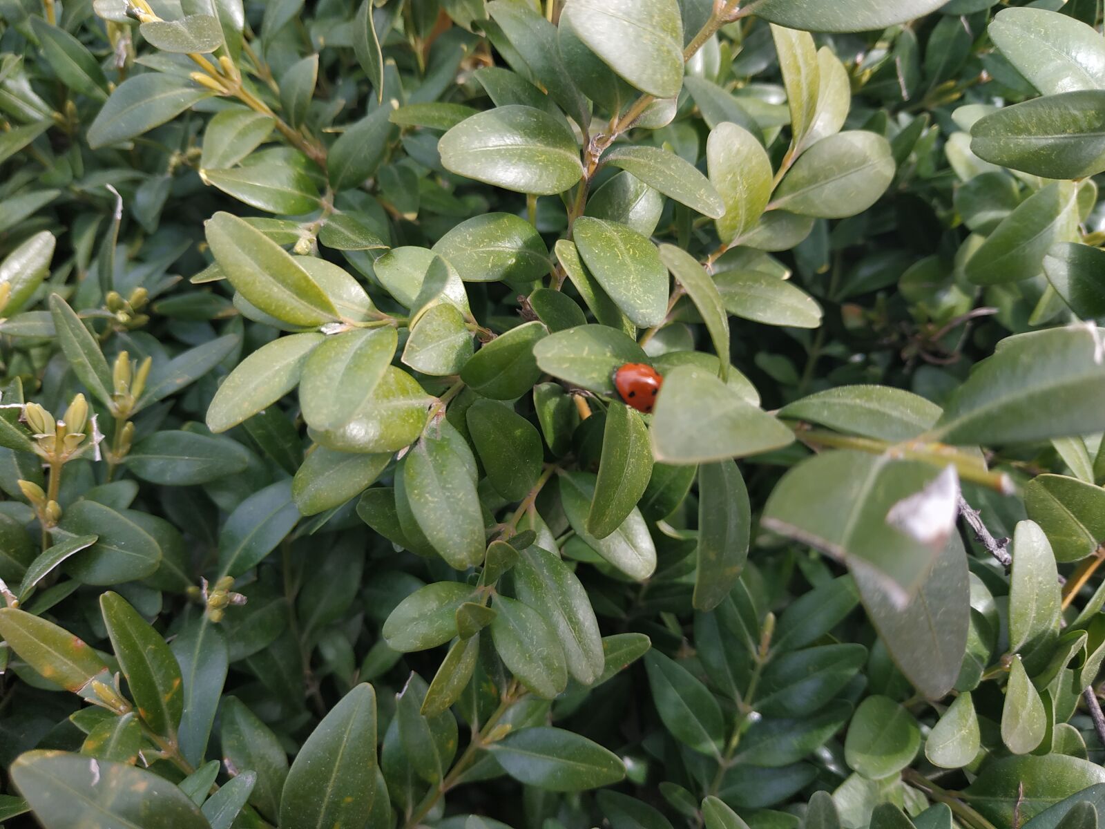 Xiaomi Redmi Note 5 sample photo. Ladybug, bush, boxwood photography