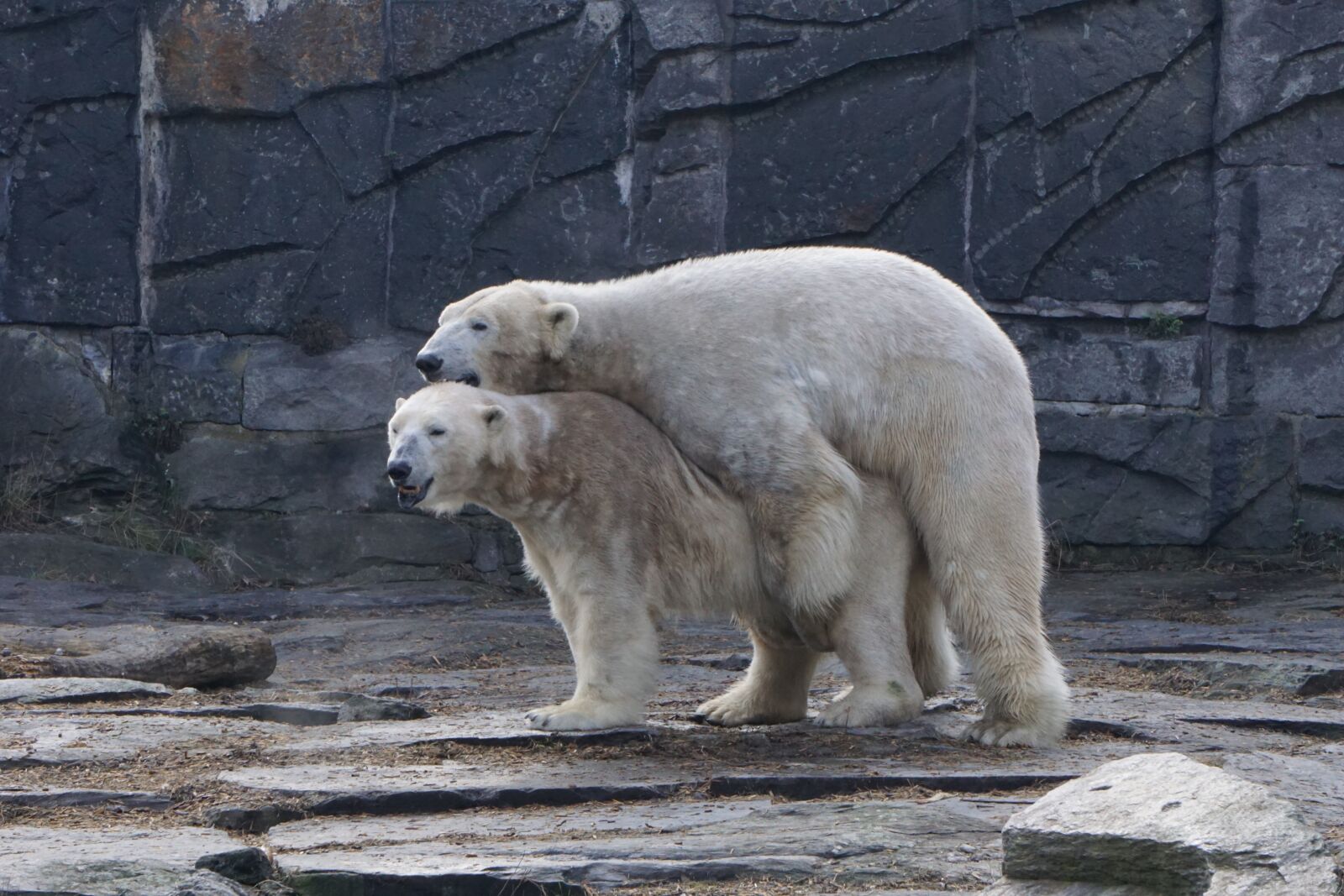 Sony E 55-210mm F4.5-6.3 OSS sample photo. Polar bear, animal park photography