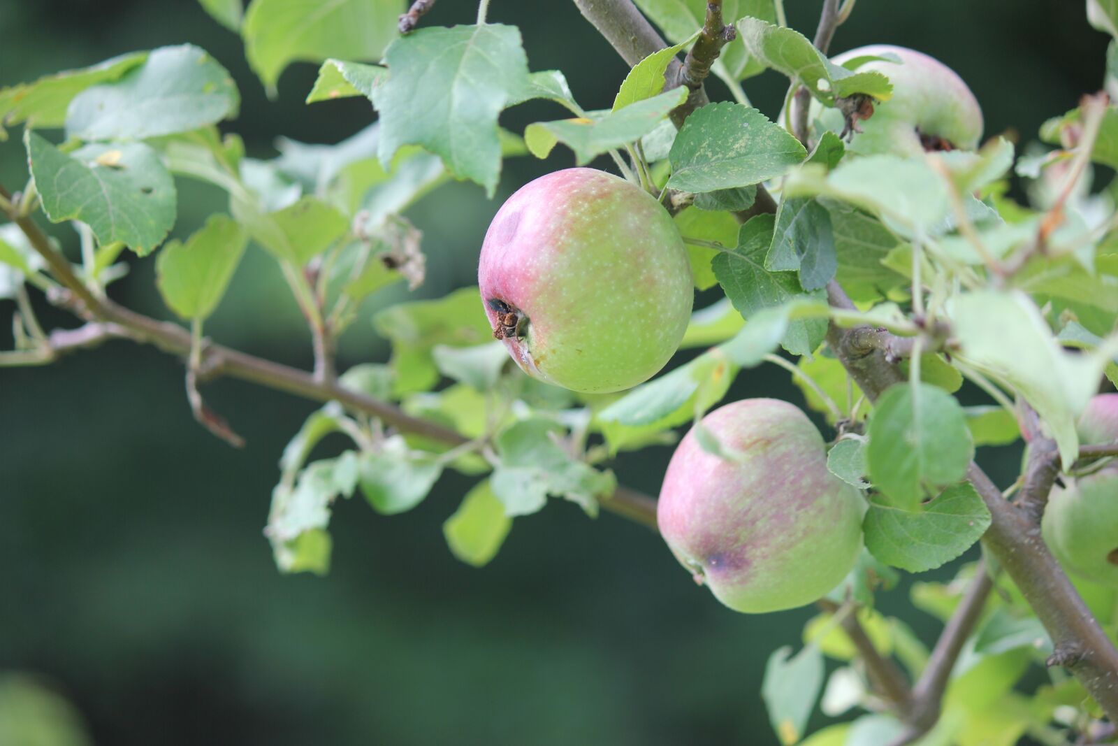 Canon EOS 550D (EOS Rebel T2i / EOS Kiss X4) sample photo. Apple, tree, growing photography