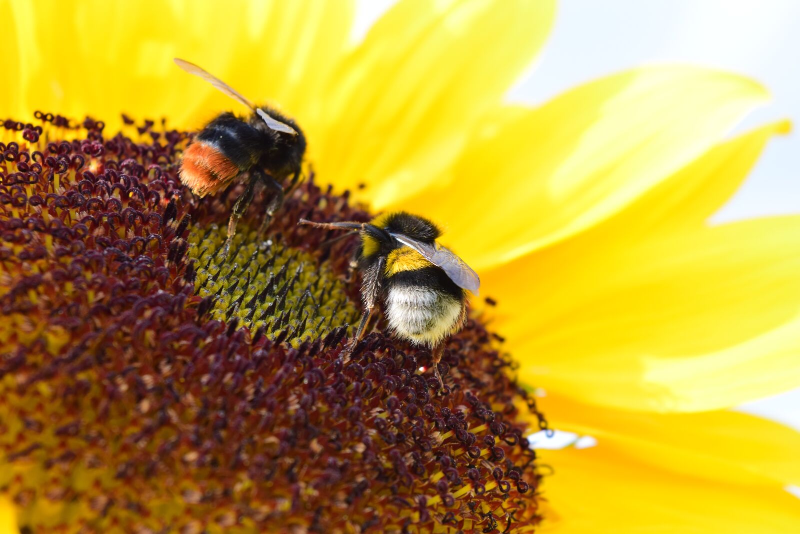 Nikon D3300 sample photo. Bumblebees, sunflower, pollen photography