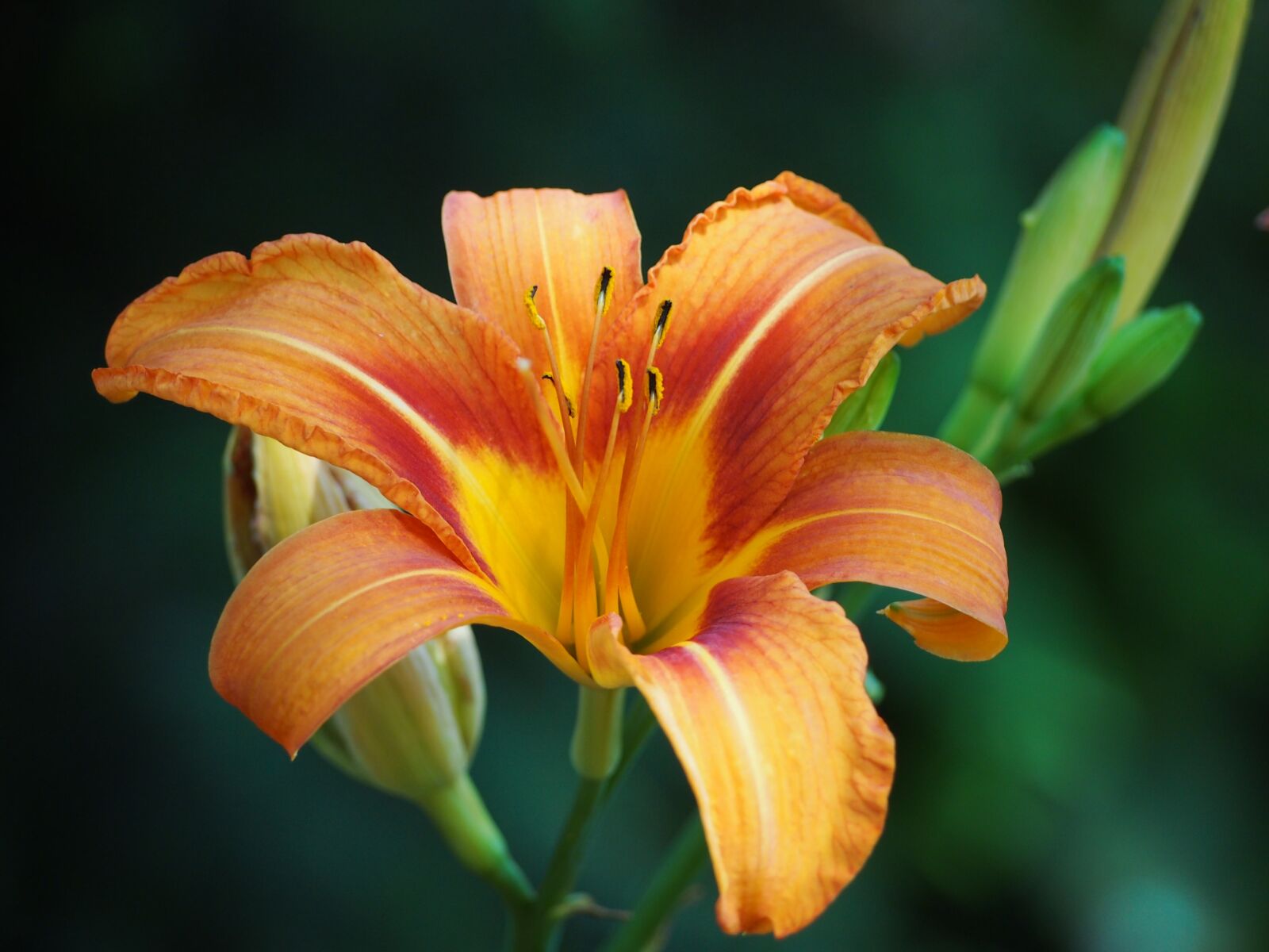 Olympus PEN E-PL3 sample photo. Lily, blossom, bloom photography